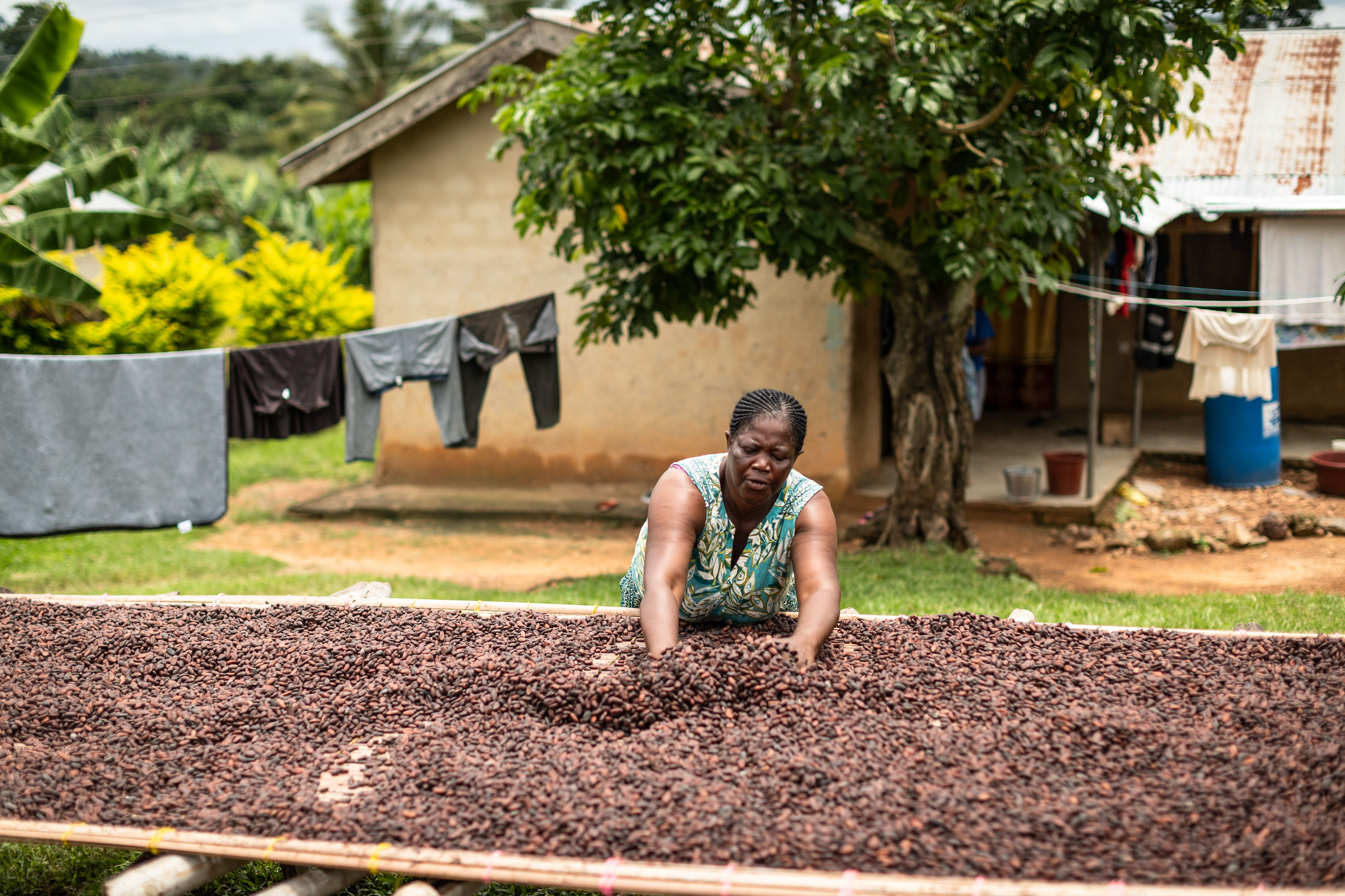 Lucy Twenewaa, a farmer with the agroforestry scheme, with drying cocoa beans (Chris Terry/PA)
