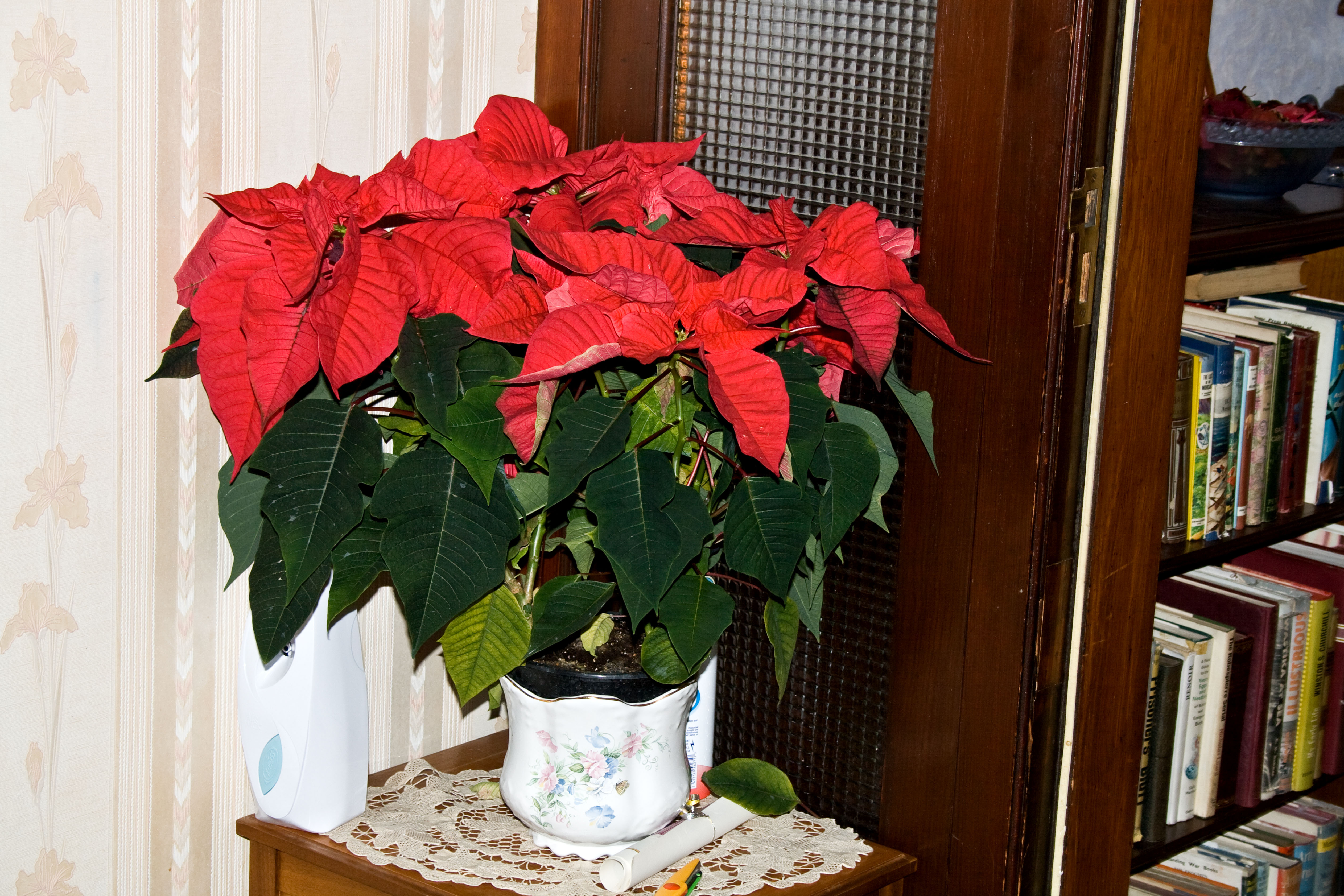 pointsettia