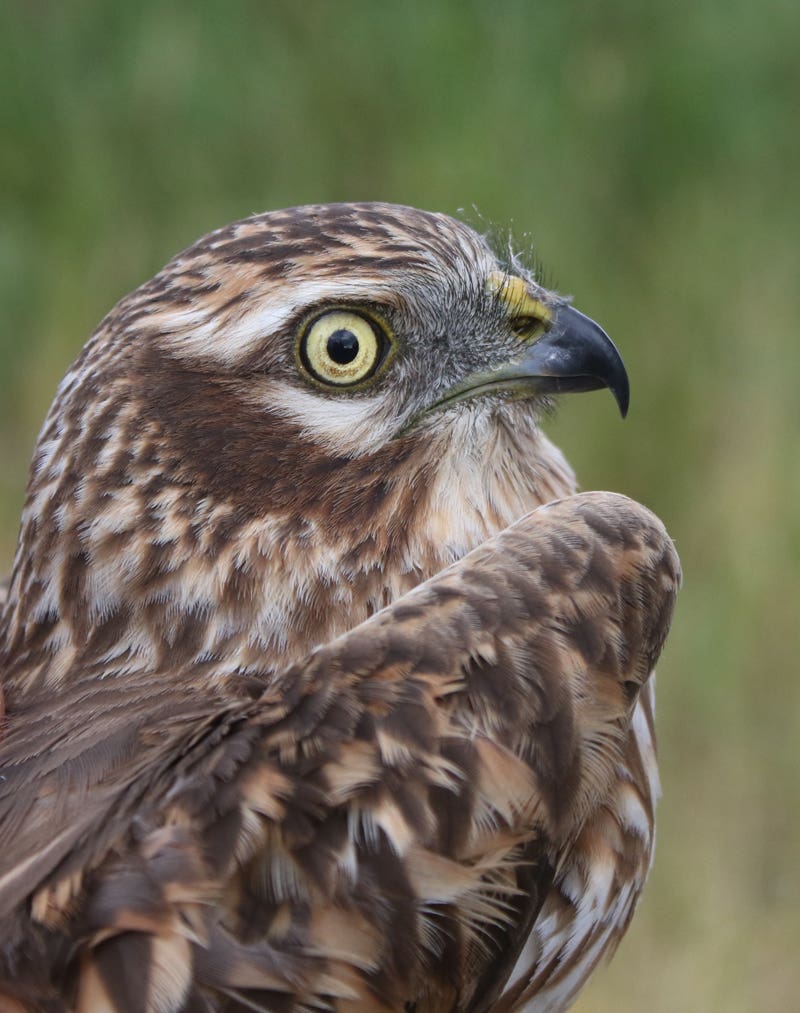 Montagu’s harriers fail to breed in UK for first time in 45 years ...