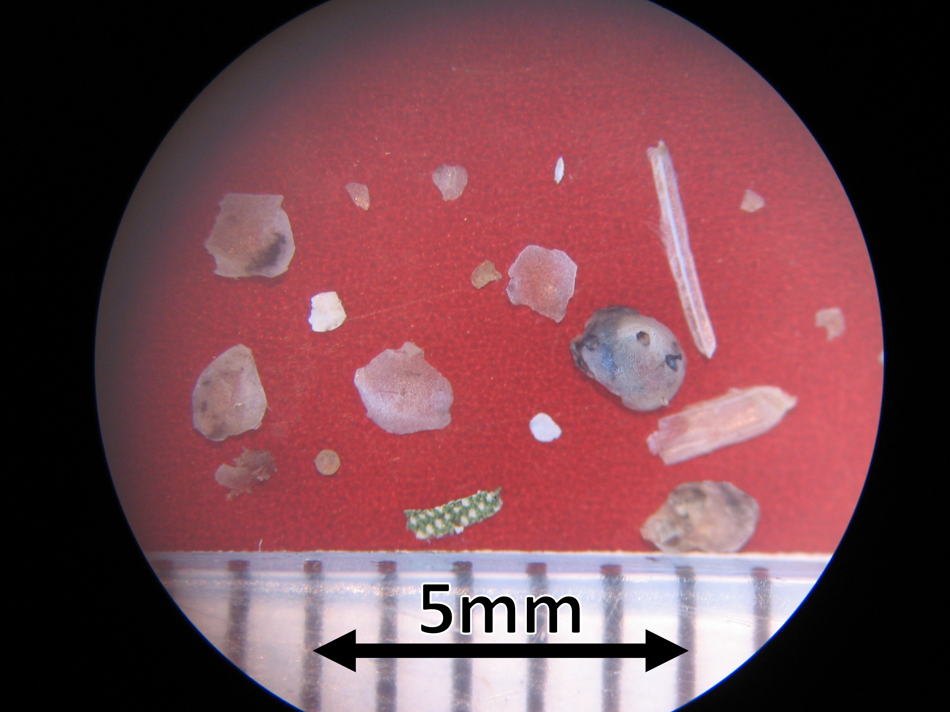 Plastics found in the stomachs of Manx shearwaters on Skomer island