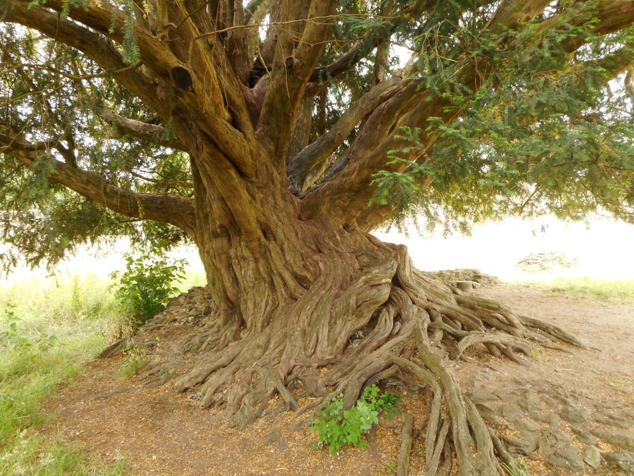 ‘magnificent Yew In Abbeys Grounds Crowned As Woodland Trust Tree Of