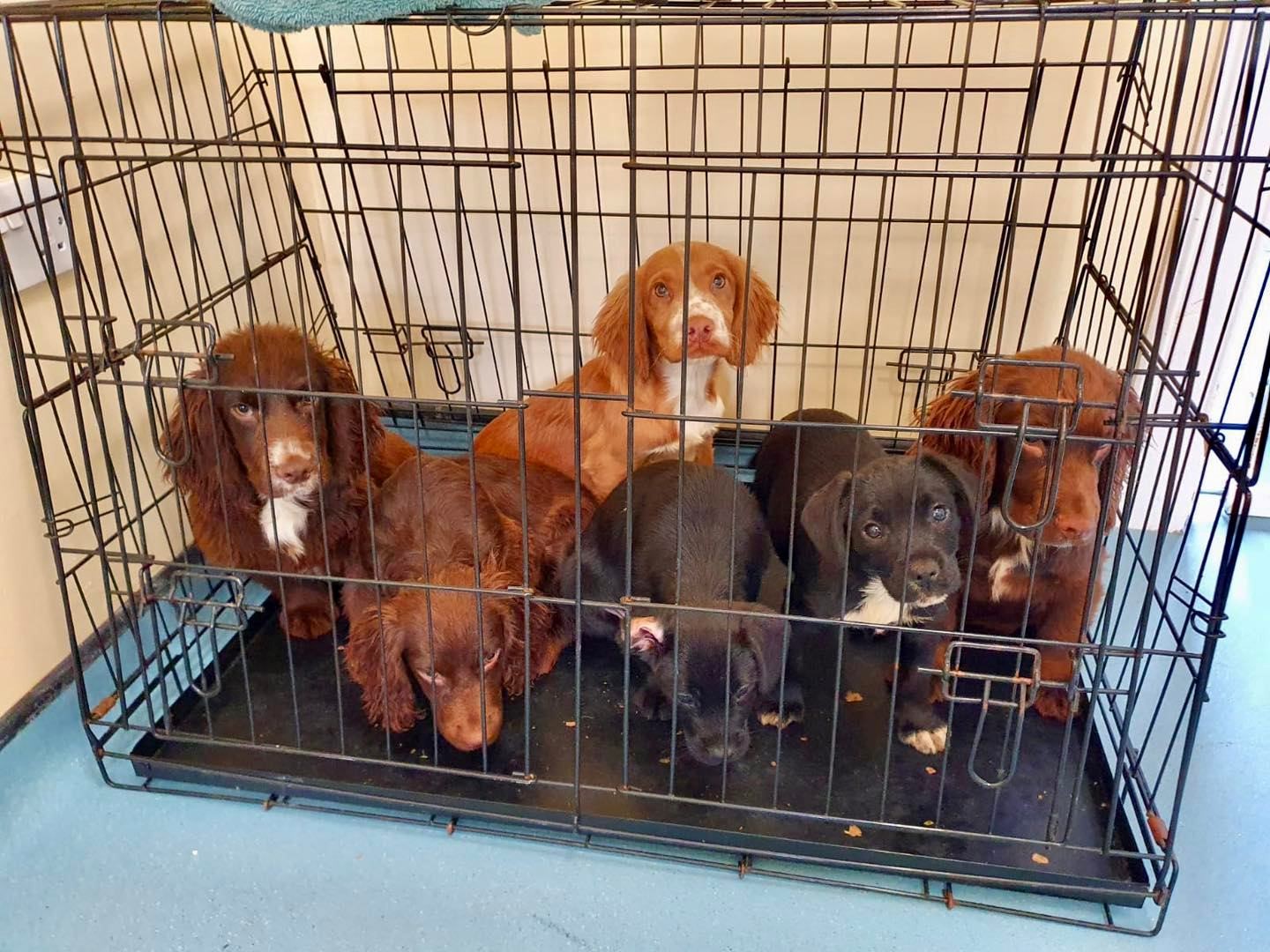 The four cocker spaniels and two terrier crossbreeds puppies found dumped in a metal cage.