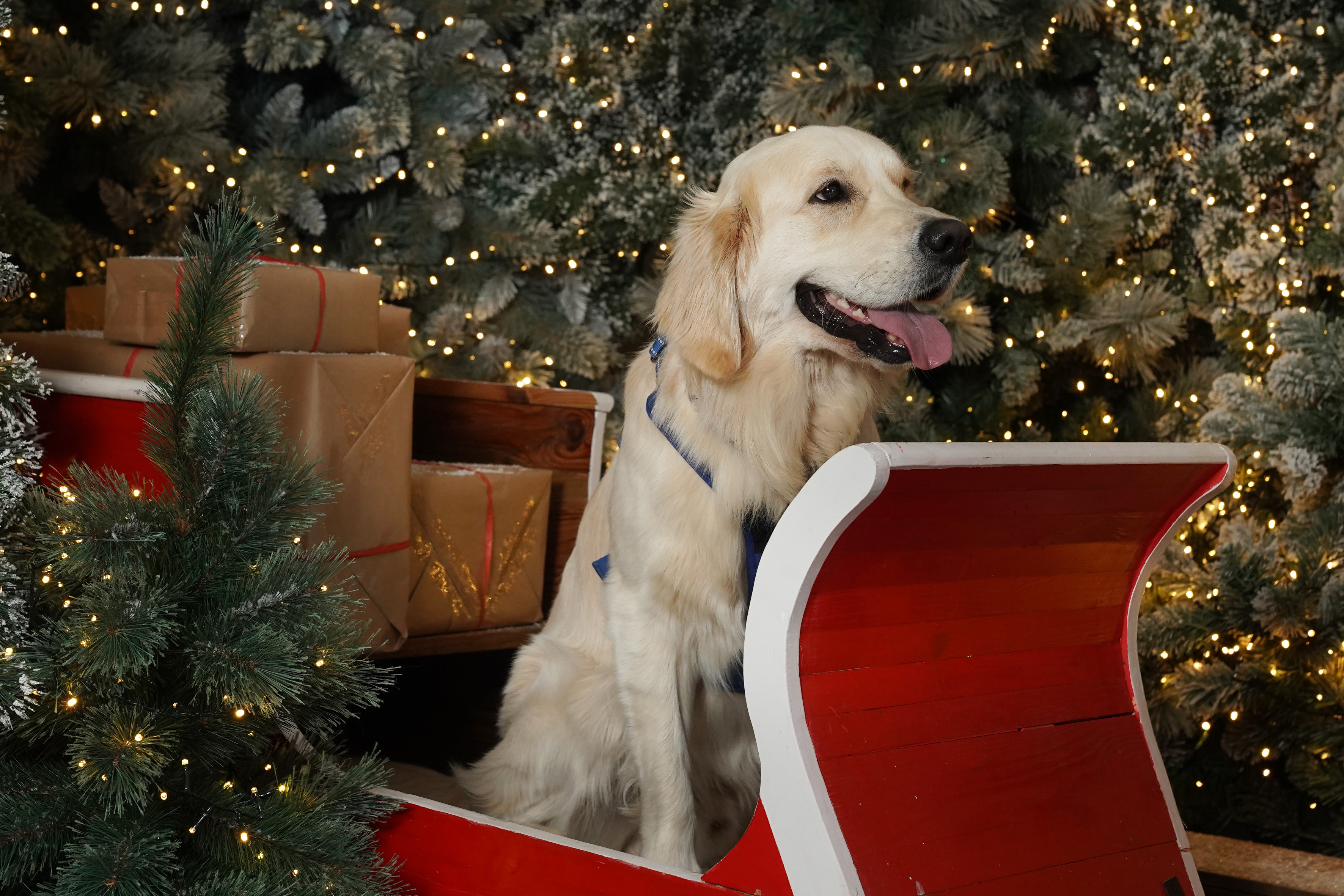 Dog in a sleigh (Stewart Attwood/PA)