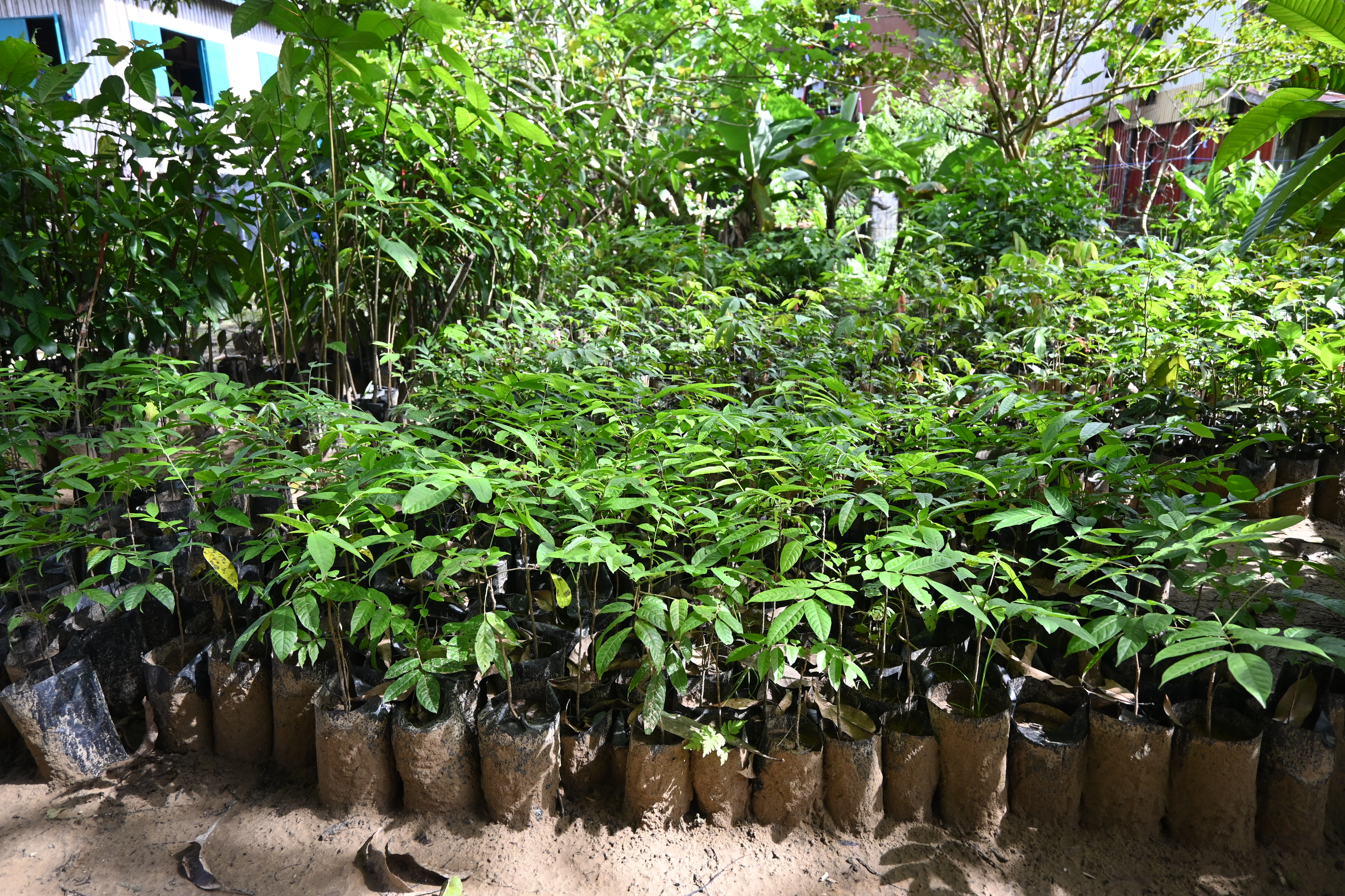 Seedlings of various species and ages growing in a nursery, soon to be planted in degraded forest adjacent to the Kinabatangan River, Sabah, Malaysian Borneo