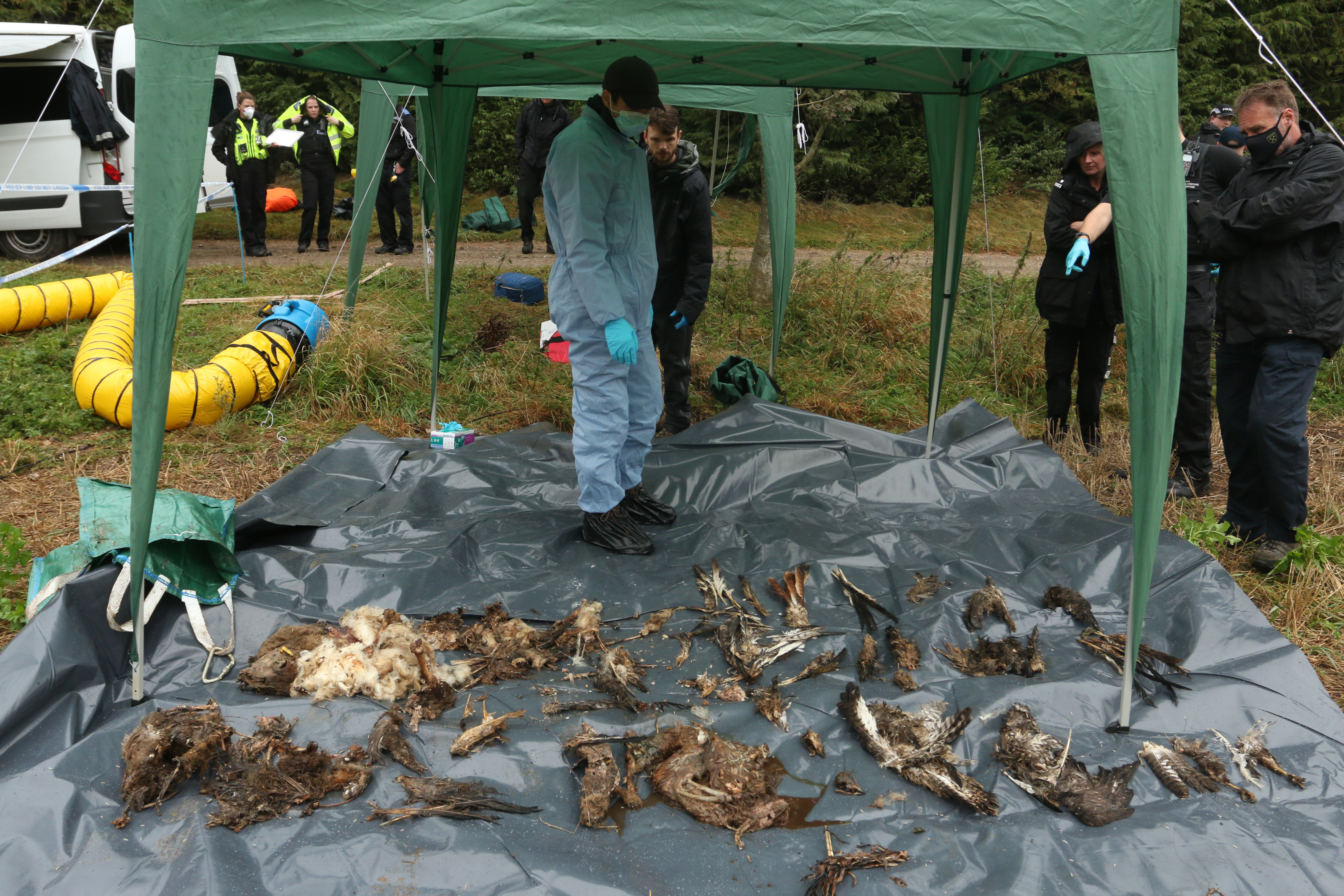 The remains of birds of prey found down a well laid out on a tarpaulin