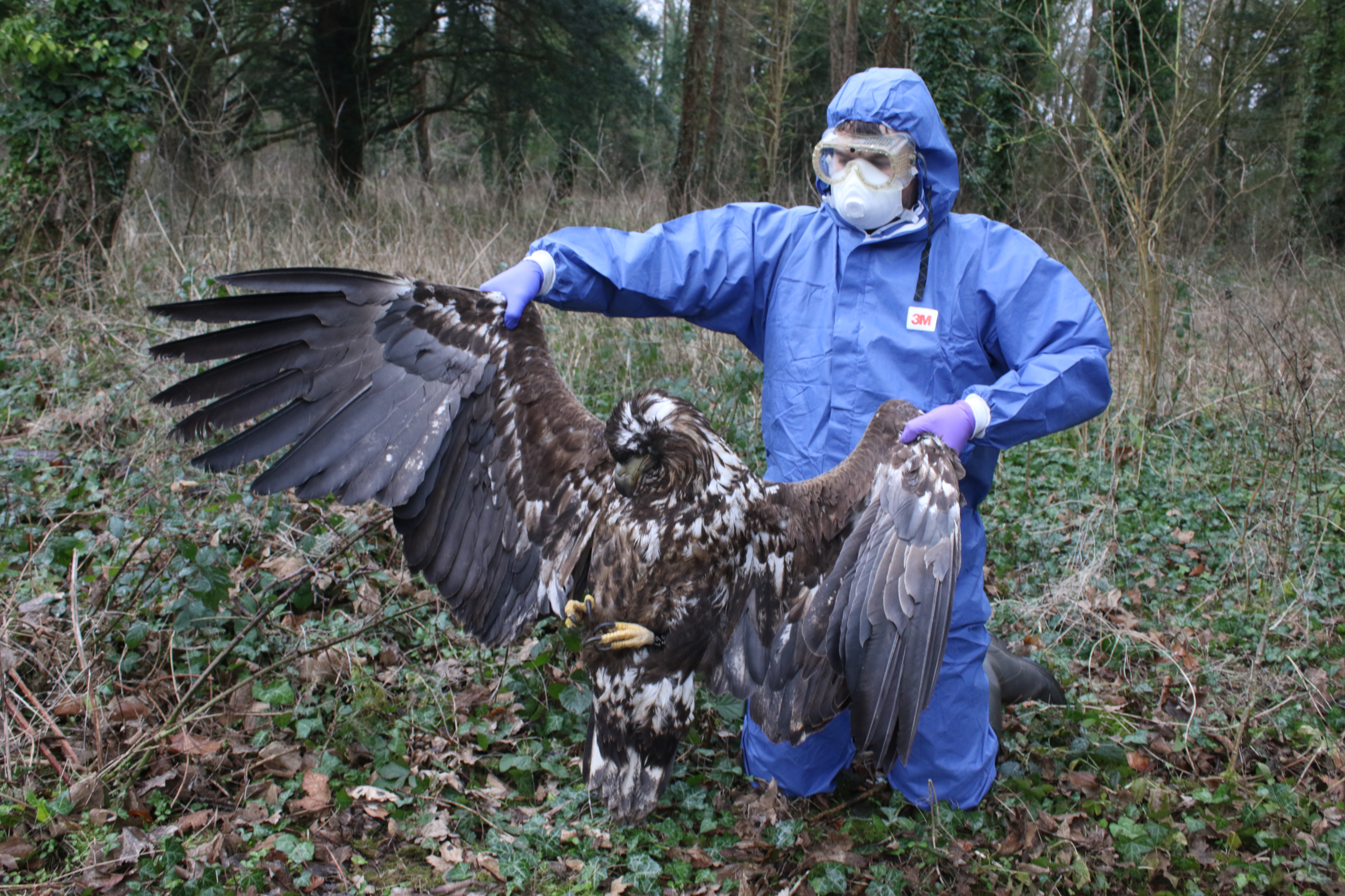 An investigator in forensic suit holds up a dead white tailed eagle 