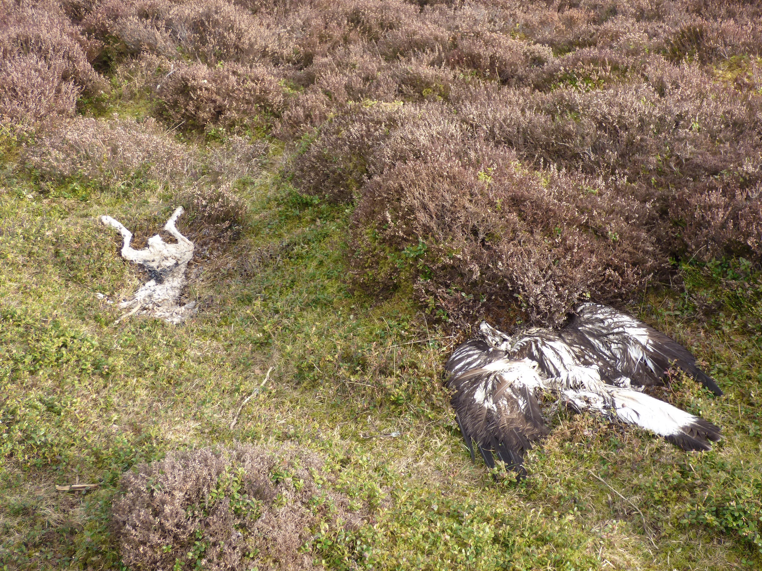 Poisoned eagle lying next to a hare (RSPB Scotland/PA)