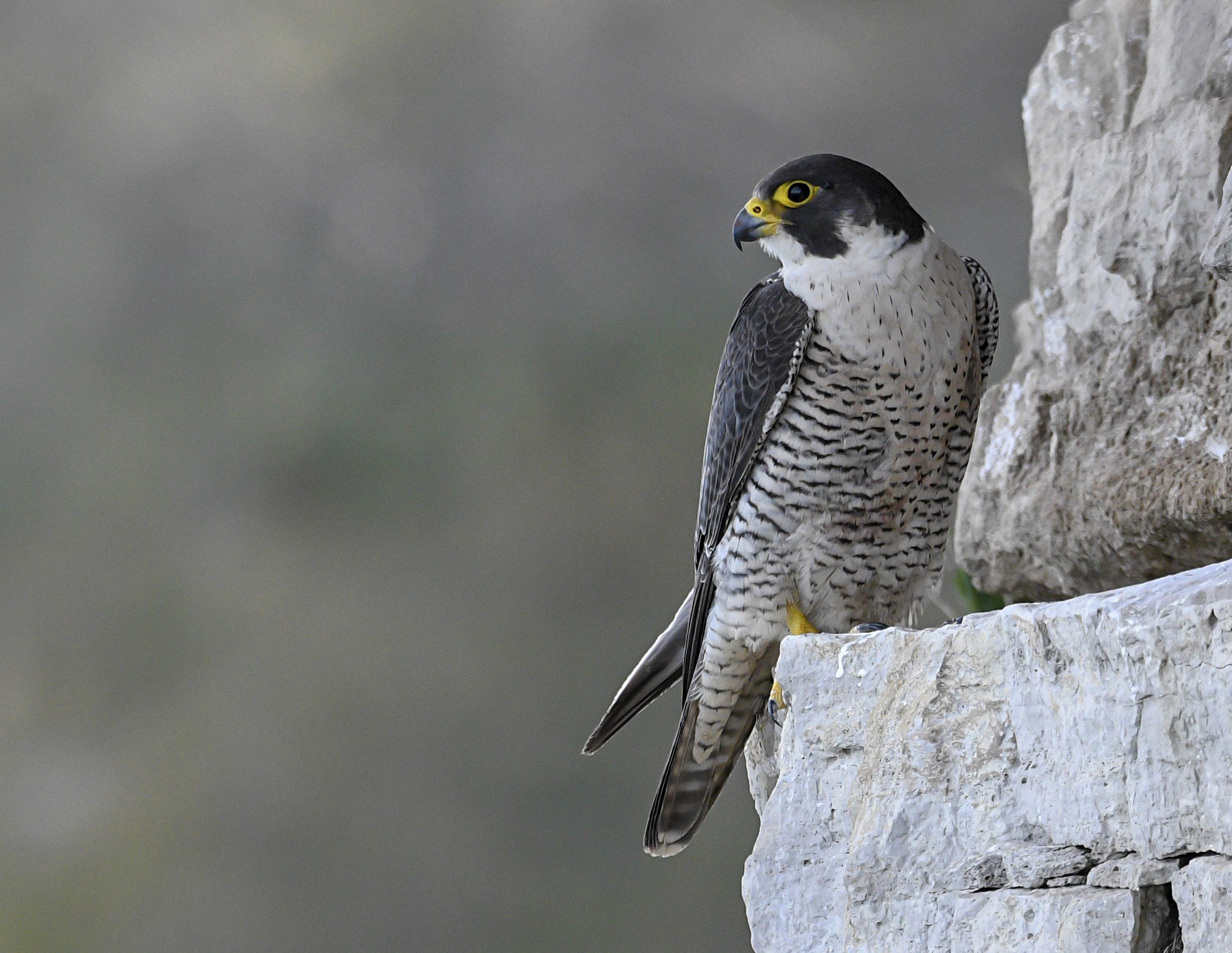 Peregrine falcon perched on cliff ledge
