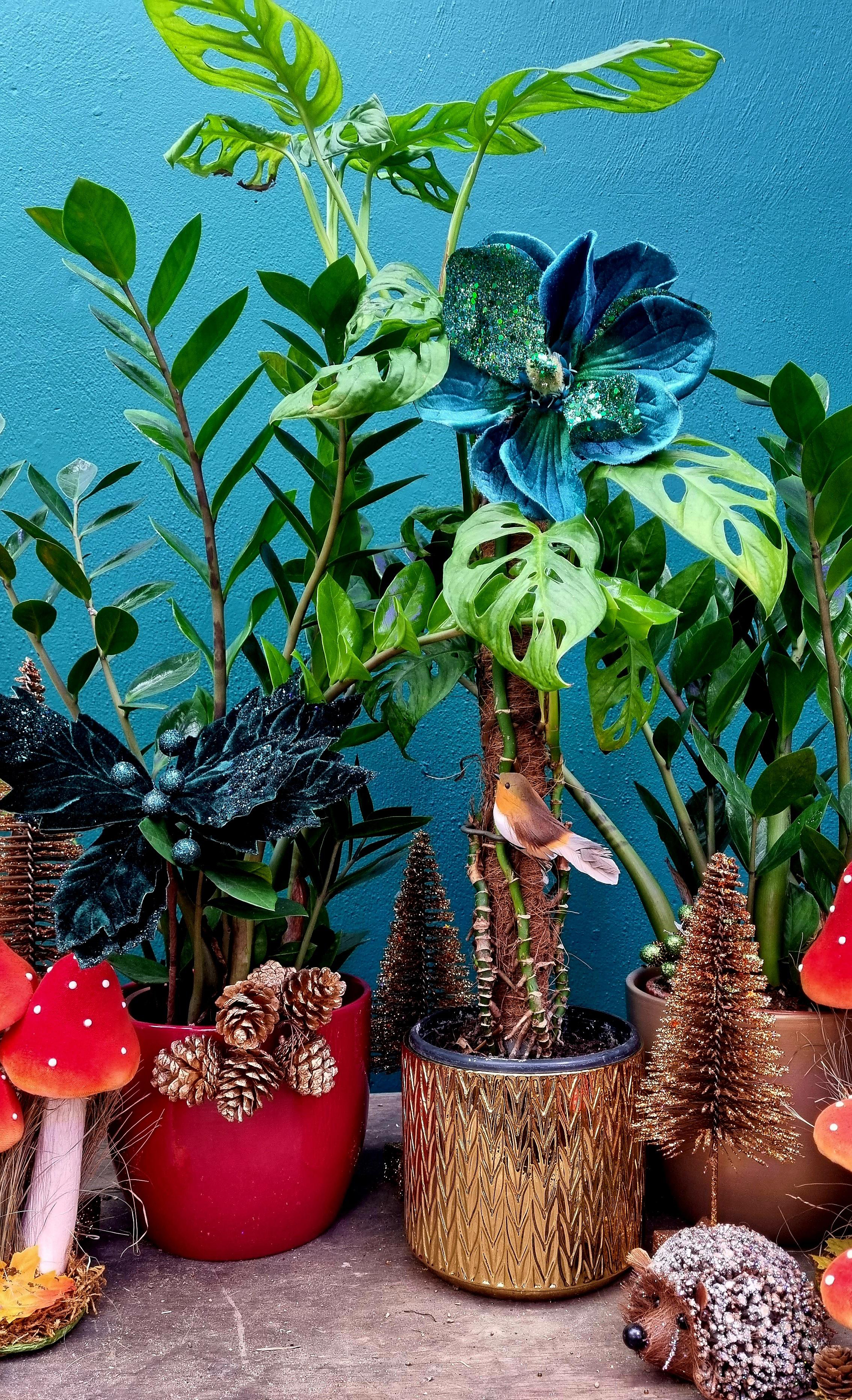 Houseplants given festive styling (Jade Murray/Clifton Nurseries/PA)