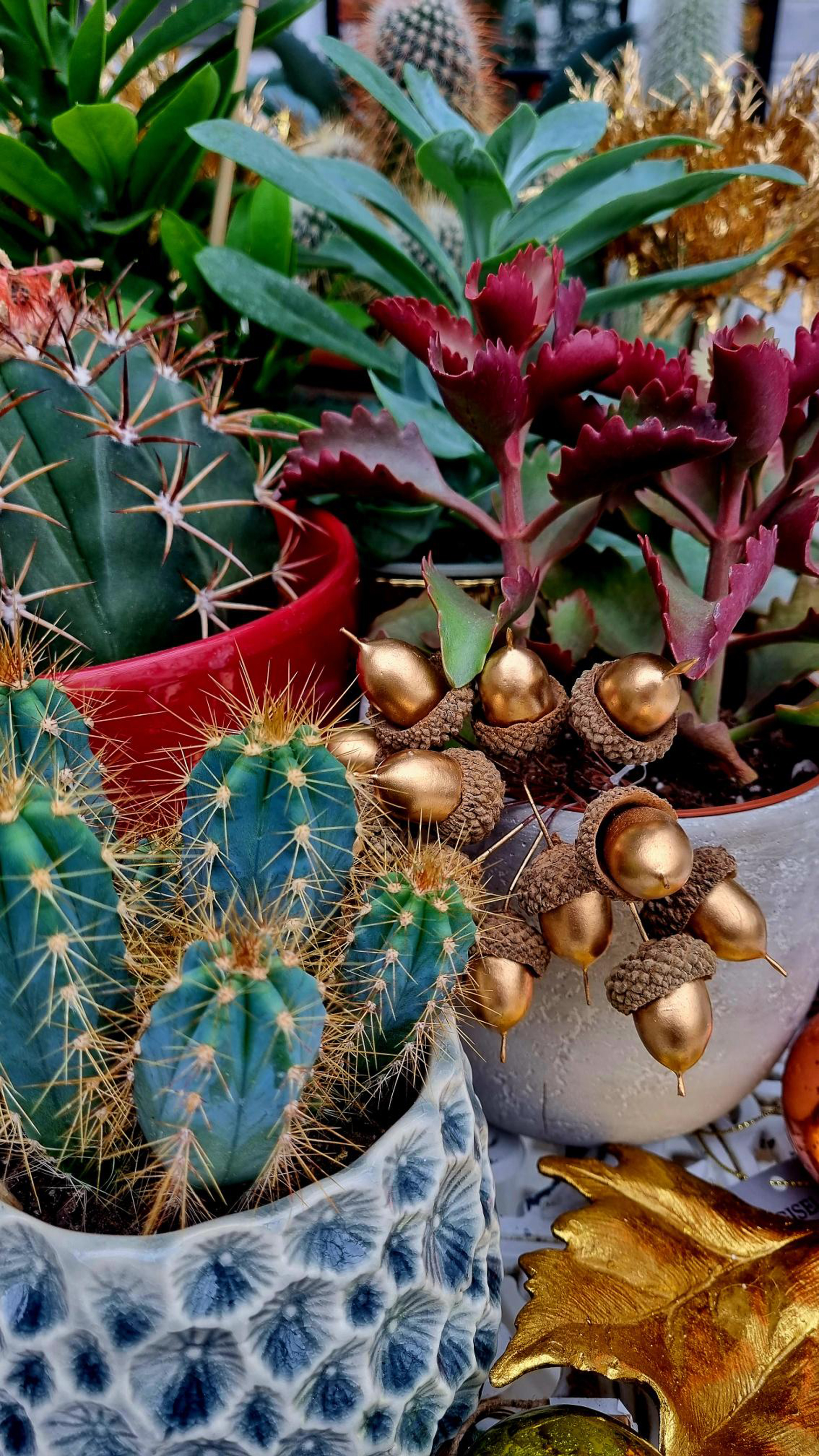 Cacti with festive styling (Jade Murray/Clifton Nurseries/PA)