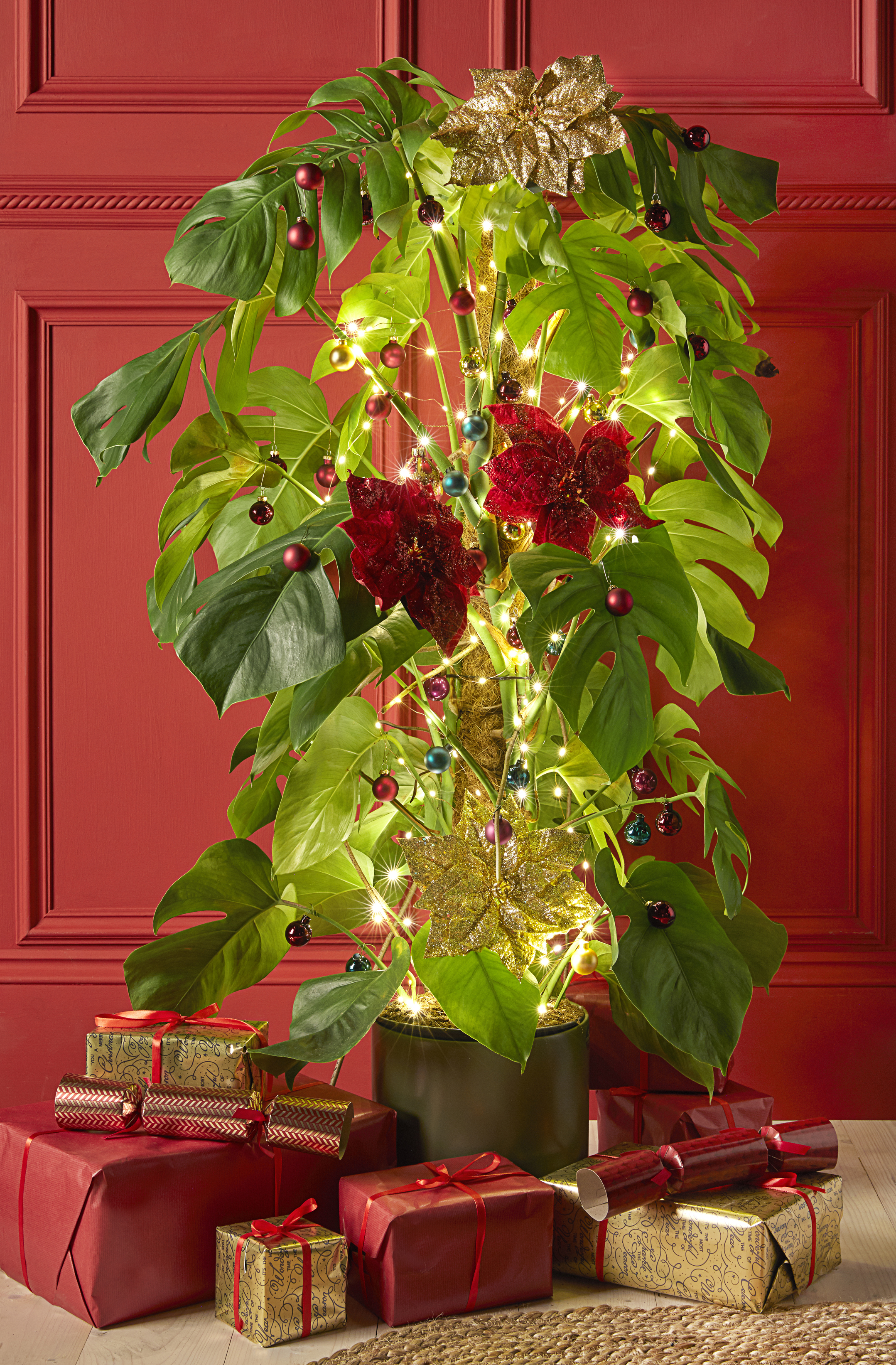 A monstera decorated with festive lights (Dobbies Garden Centres/PA)