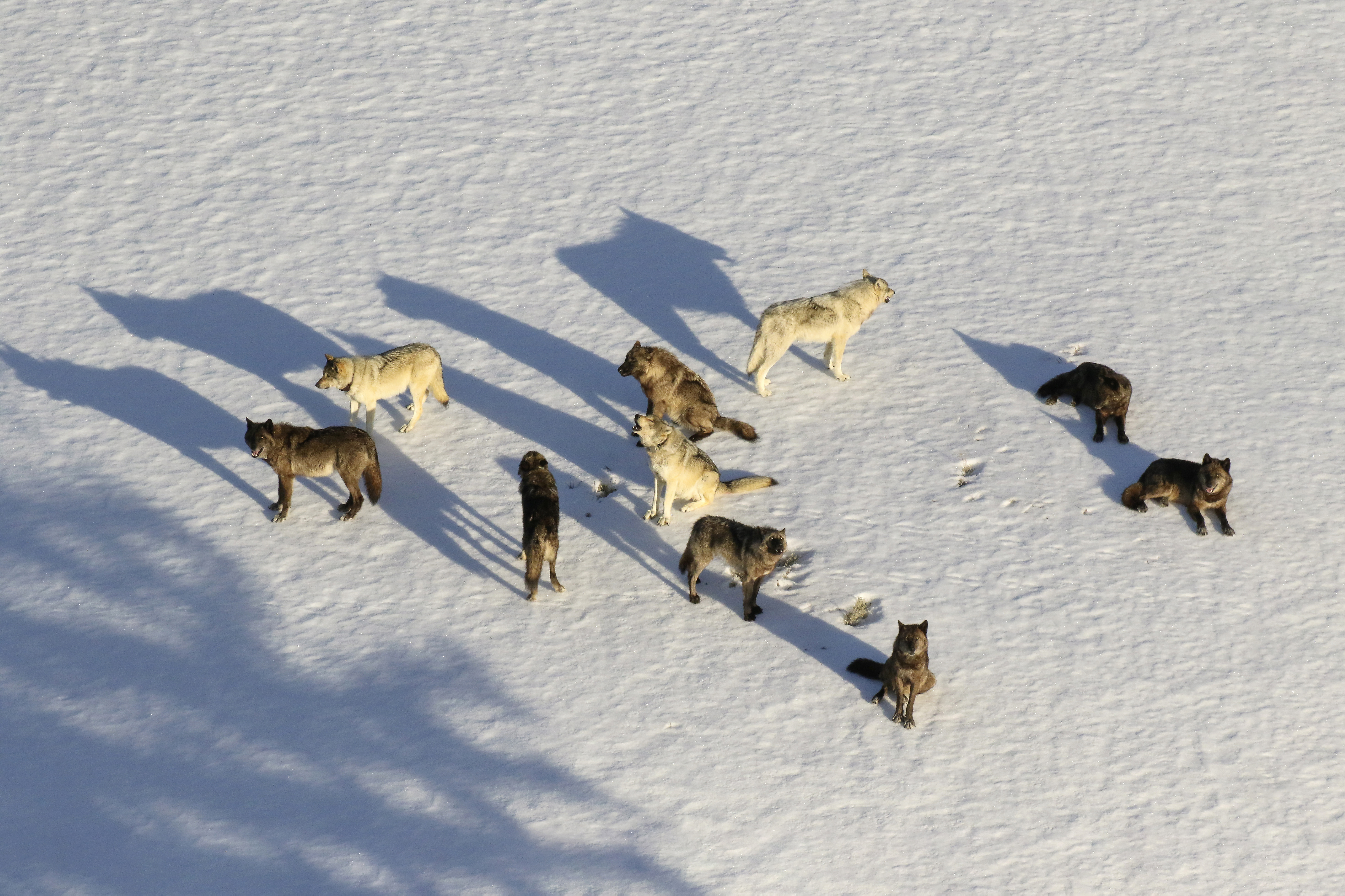 Wolves in Wyoming