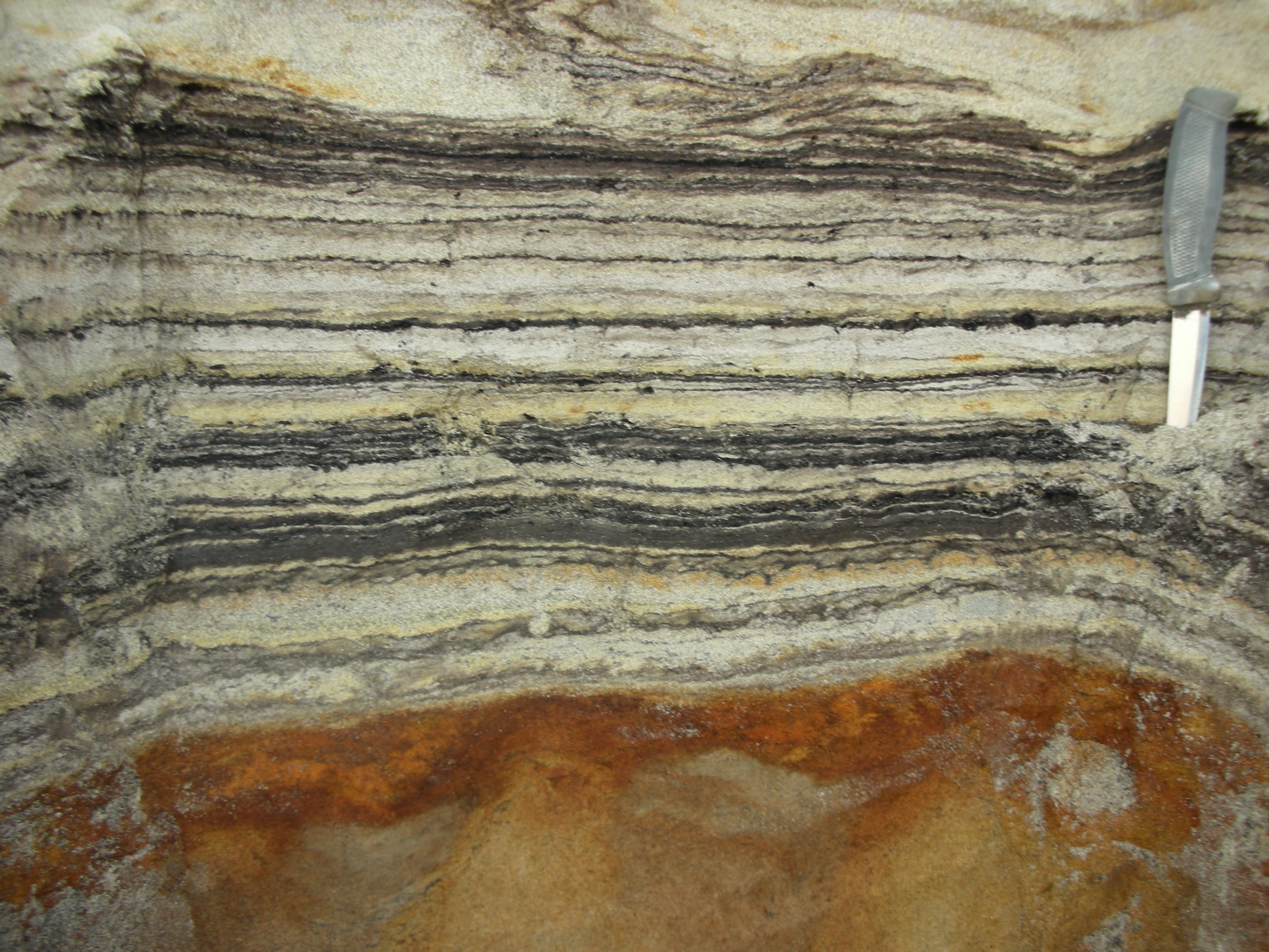 A close-up of organic material in the coastal deposits. (Professor Kurt H. Kjær/ PA)