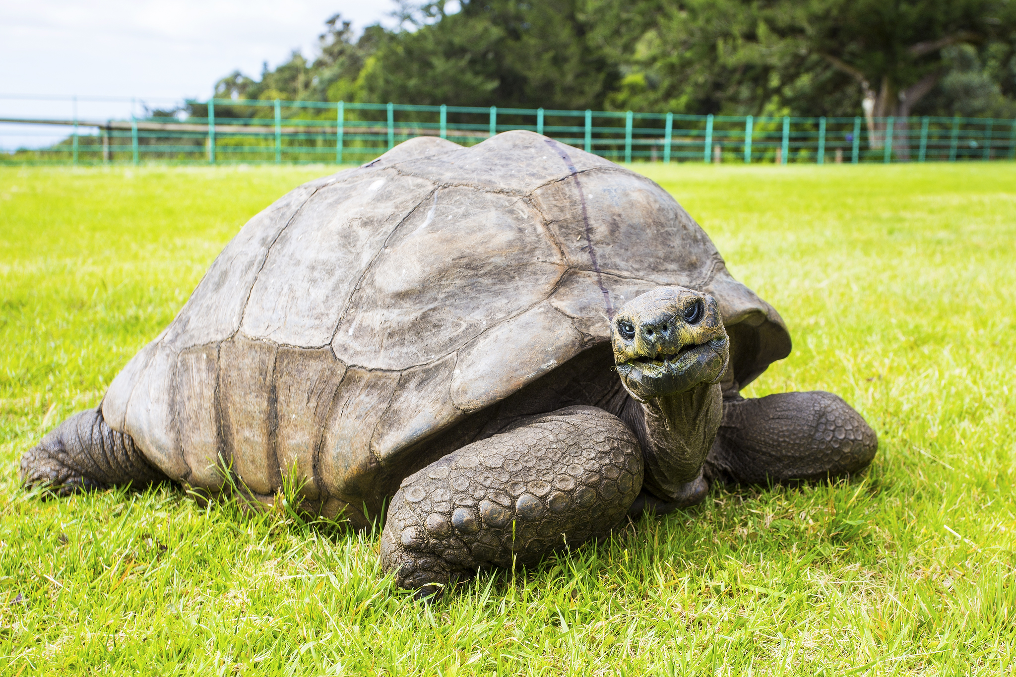 Jonathan the Tortoise, who hatched in the Georgian era, is the oldest known living land animal on Earth. (St Helena/PA)