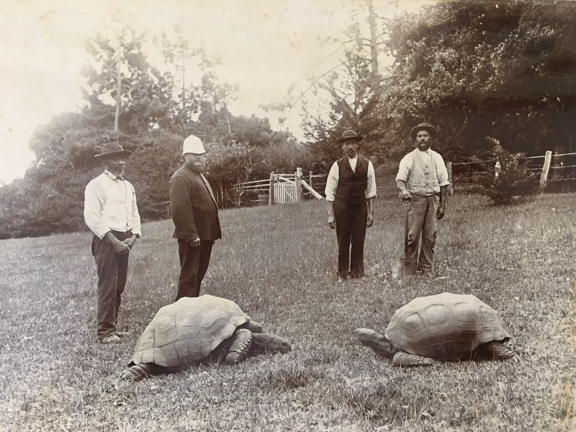 Jonathan photographed with another Tortoise in 1886. 