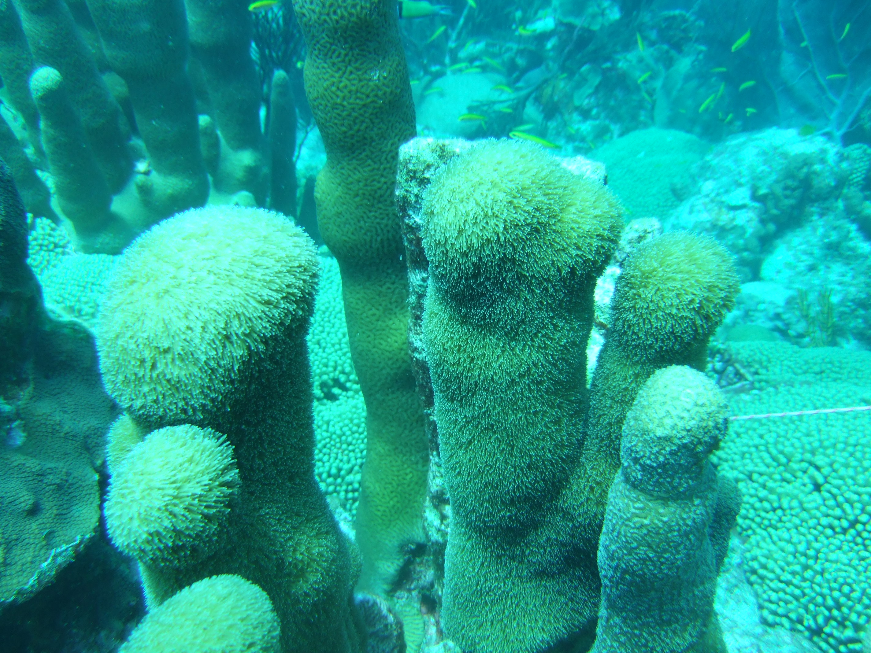 Pillar coral