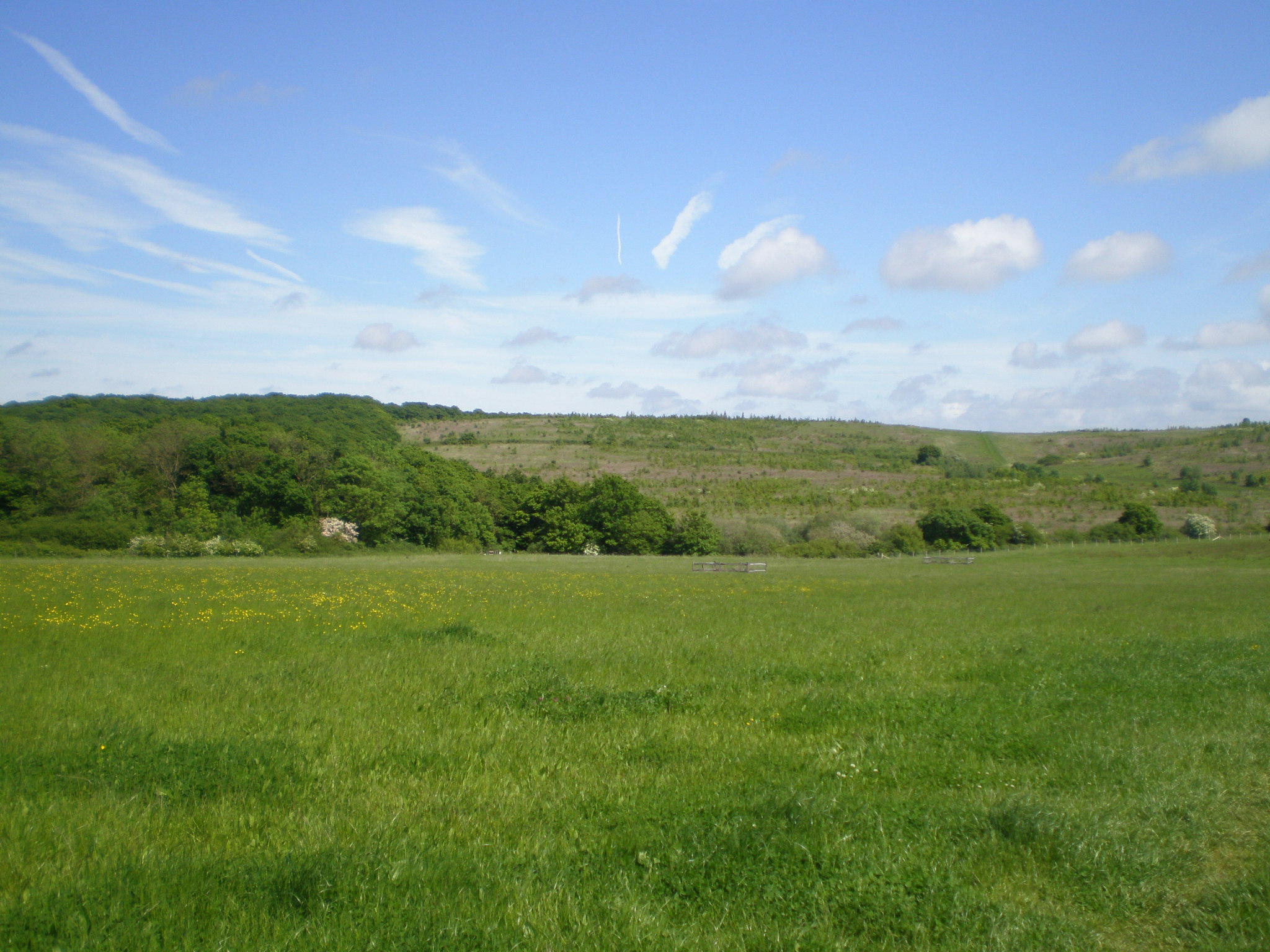 A view of the Victory Wood site showing grassland and trees in the distance
