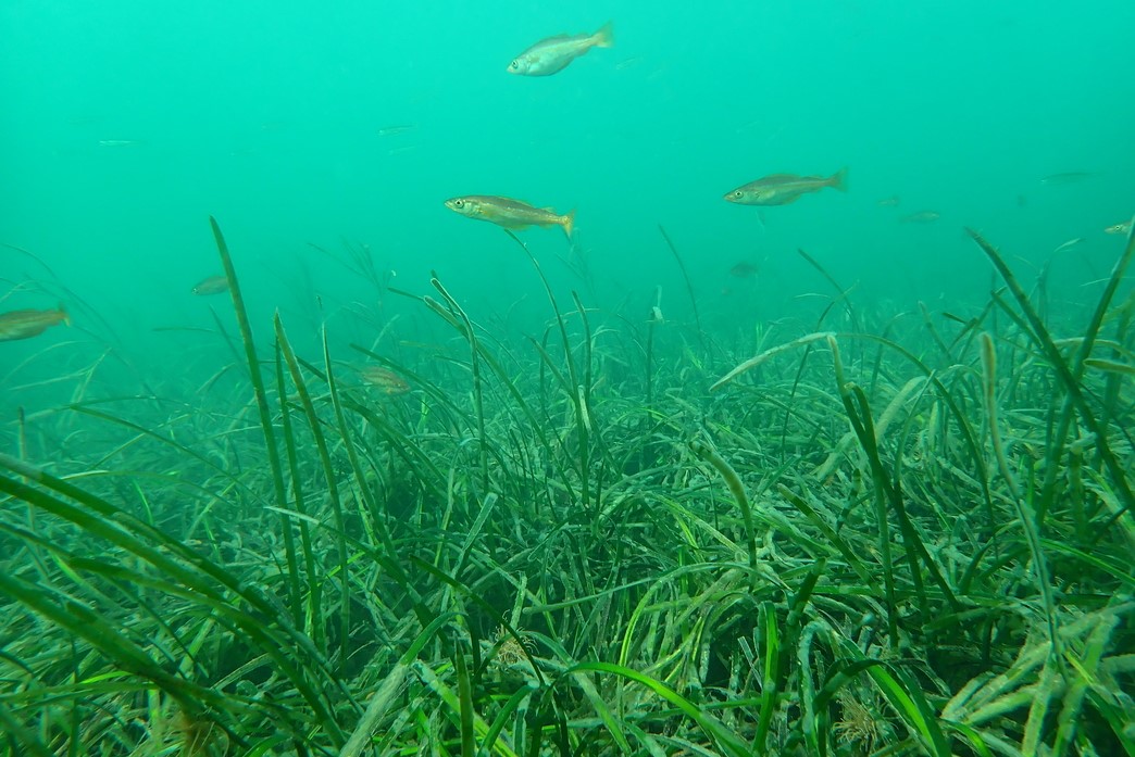 Pollack fish swim above the seagrass in seagrass nursery