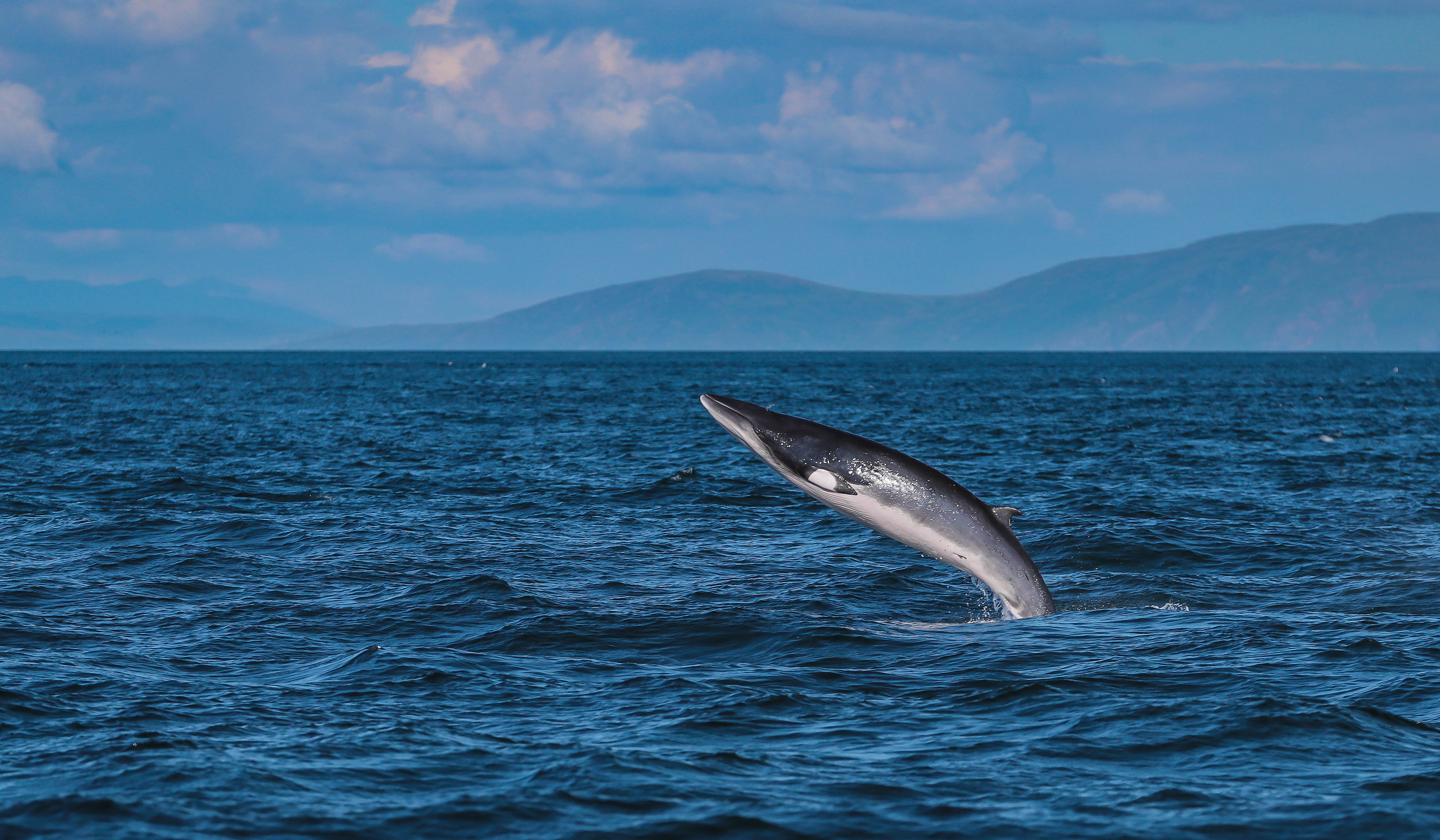 Minke whale breaching off Rue point, Rathlin Island