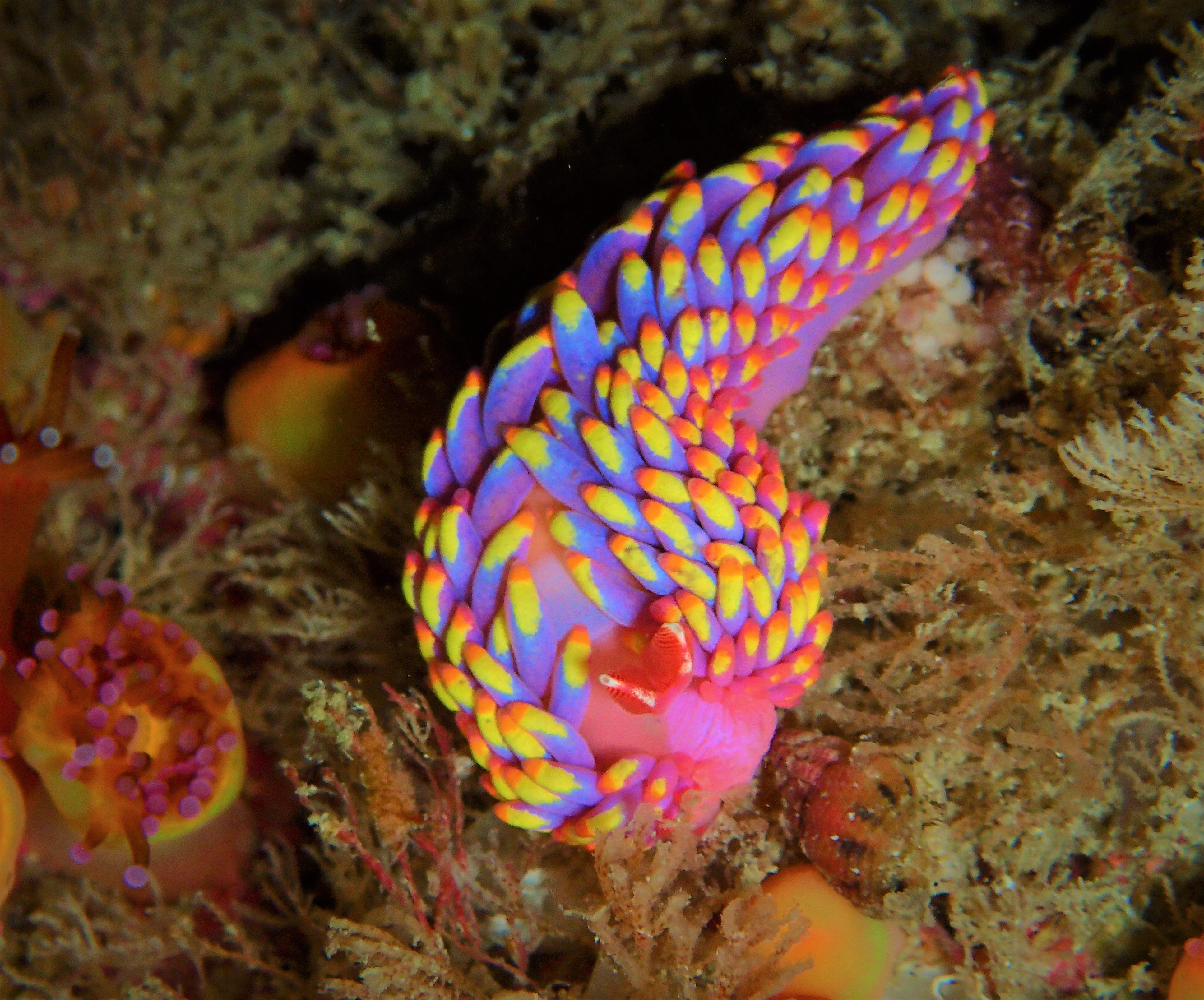 Babakina adononi sea slug, recorded in UK waters for the first time (Allen Murray/PA)