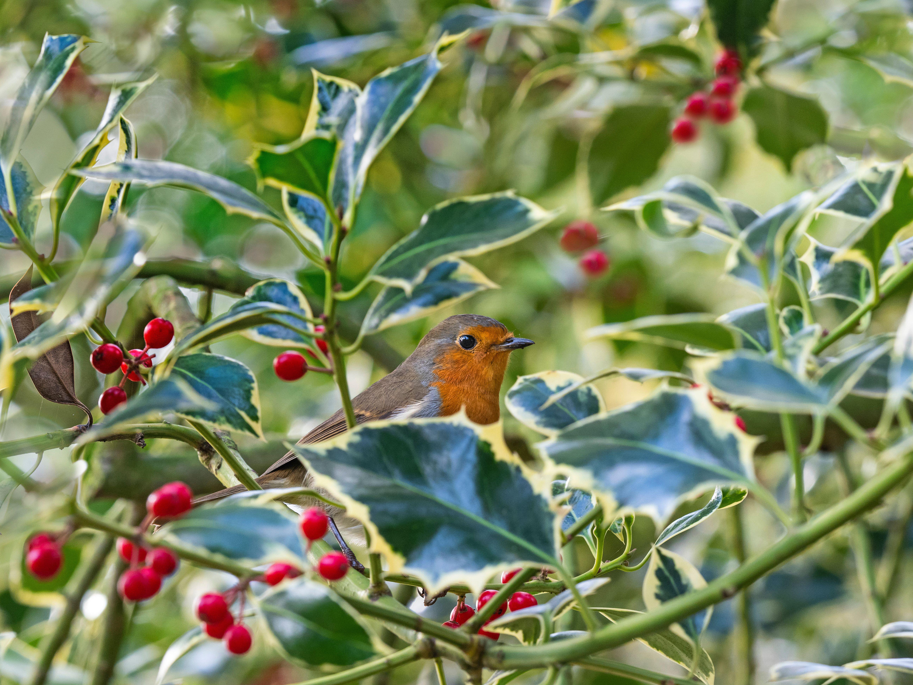 Robin in a holly bush (Alamy/PA)