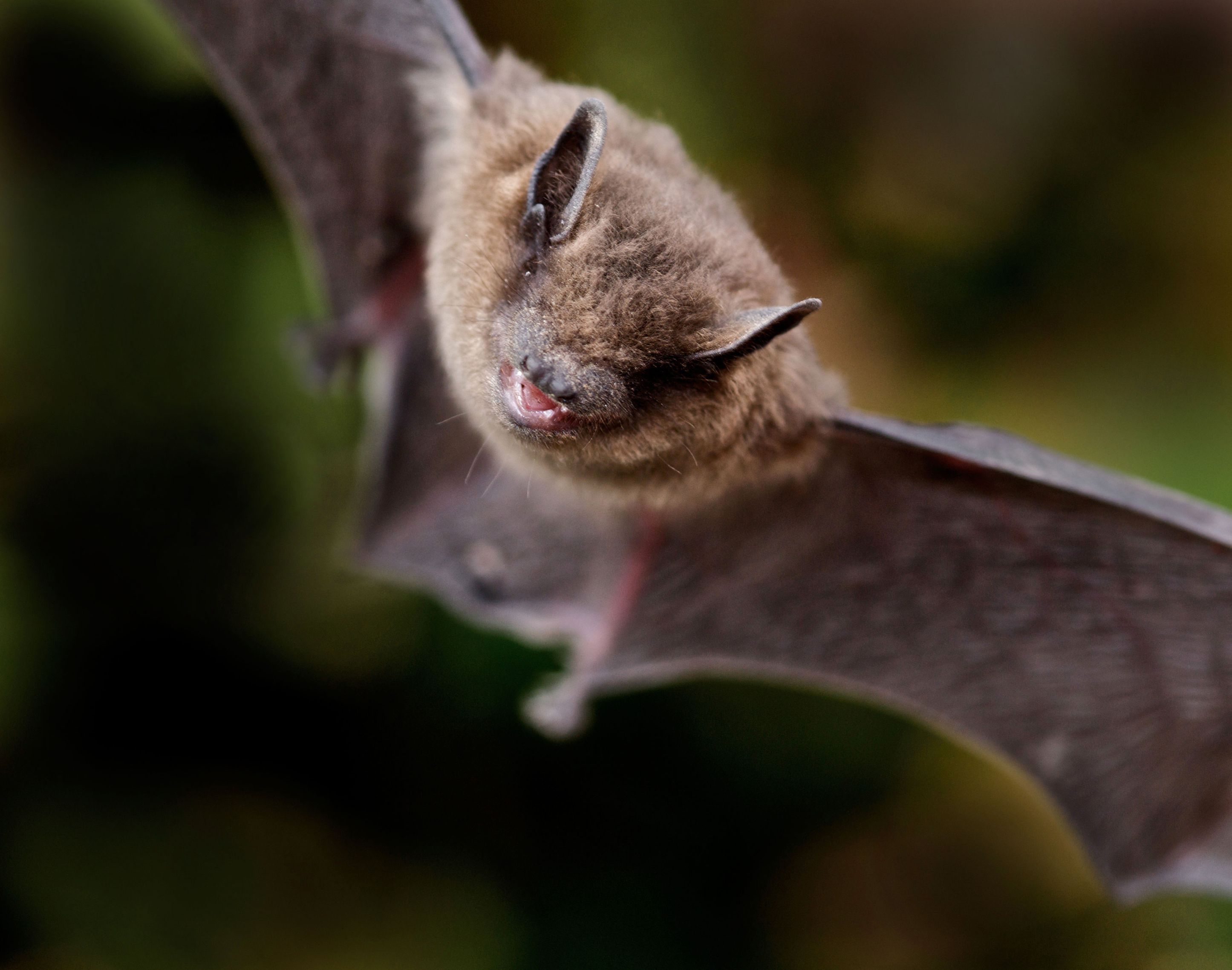 A common pipistrelle bat (Alamy/PA)