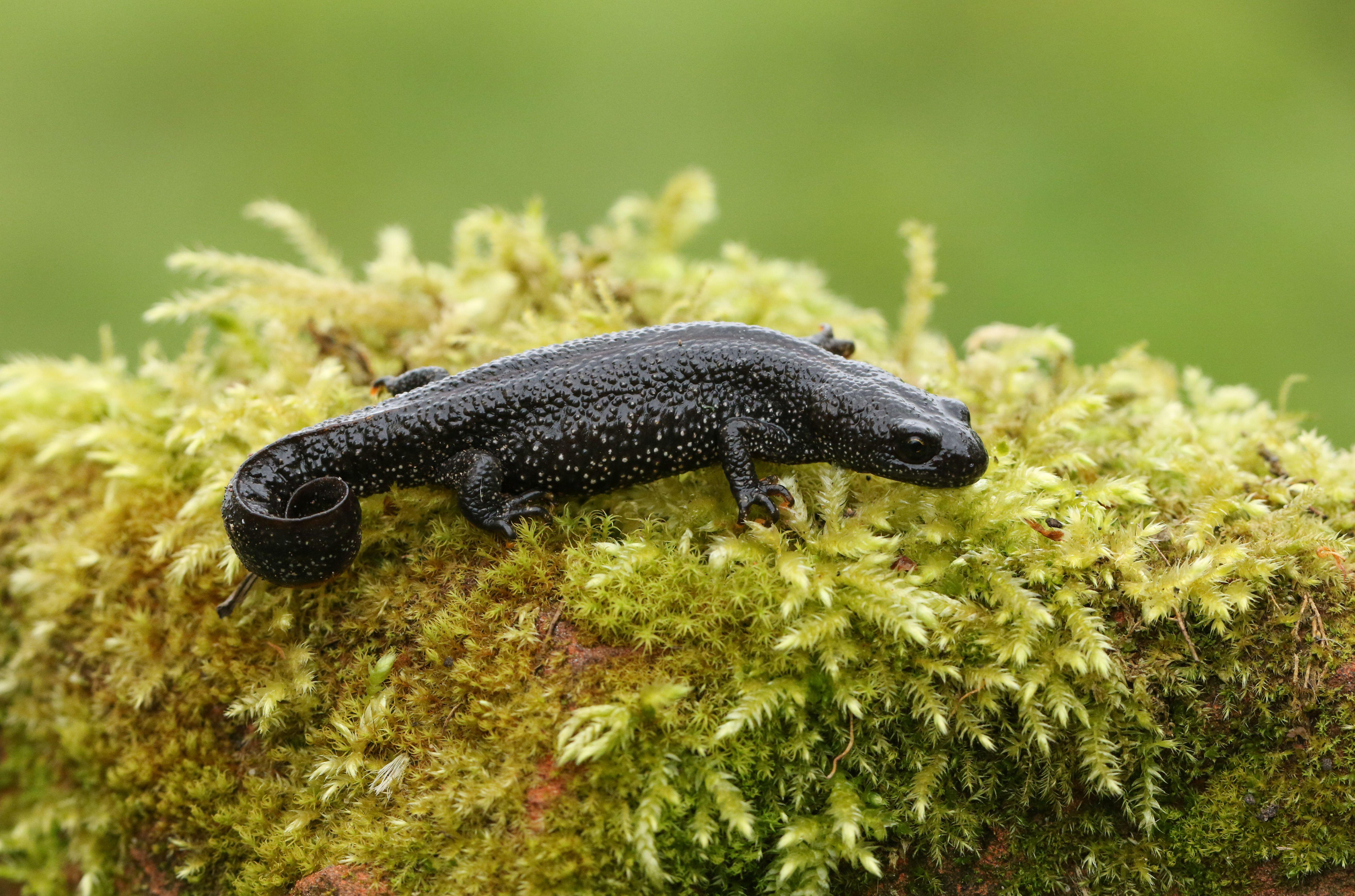 Great crested newt (Alamy/PA)
