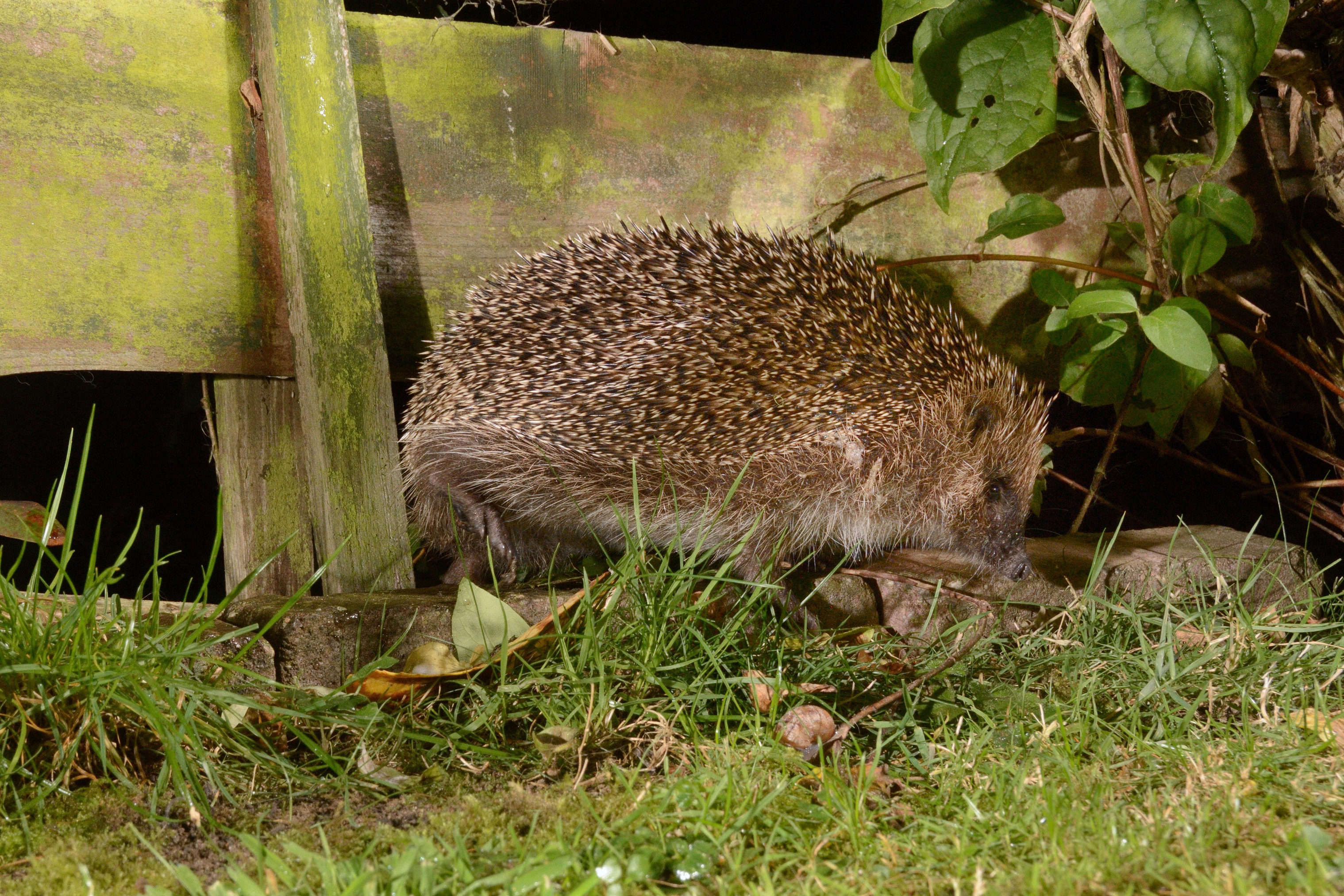 Hedgehog moving under a fence (Alamy/PA)
