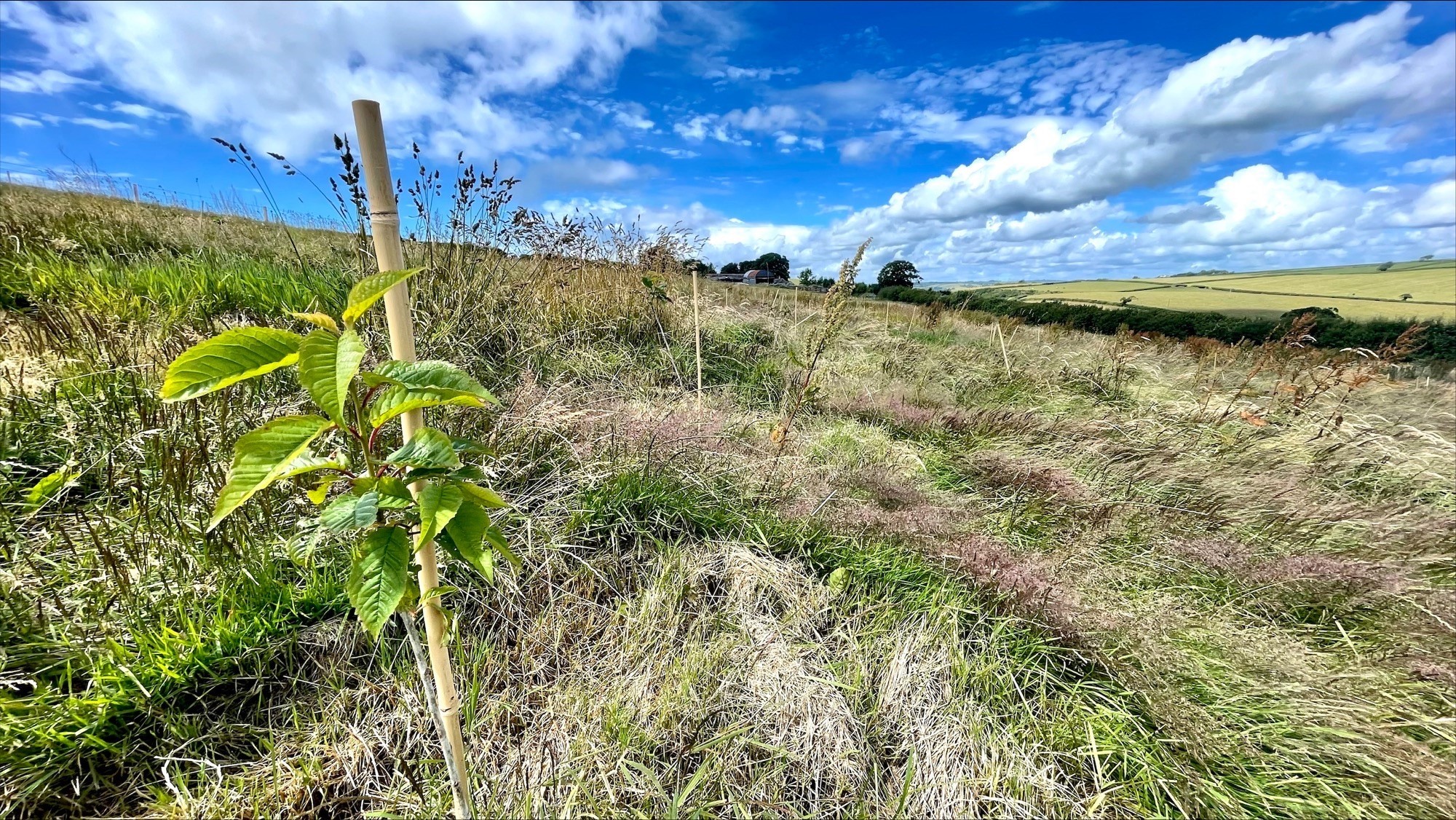 Newly planted trees in Wales survive the drought conditions and summer heatwaves (Mike Howe/National Trust/PA)