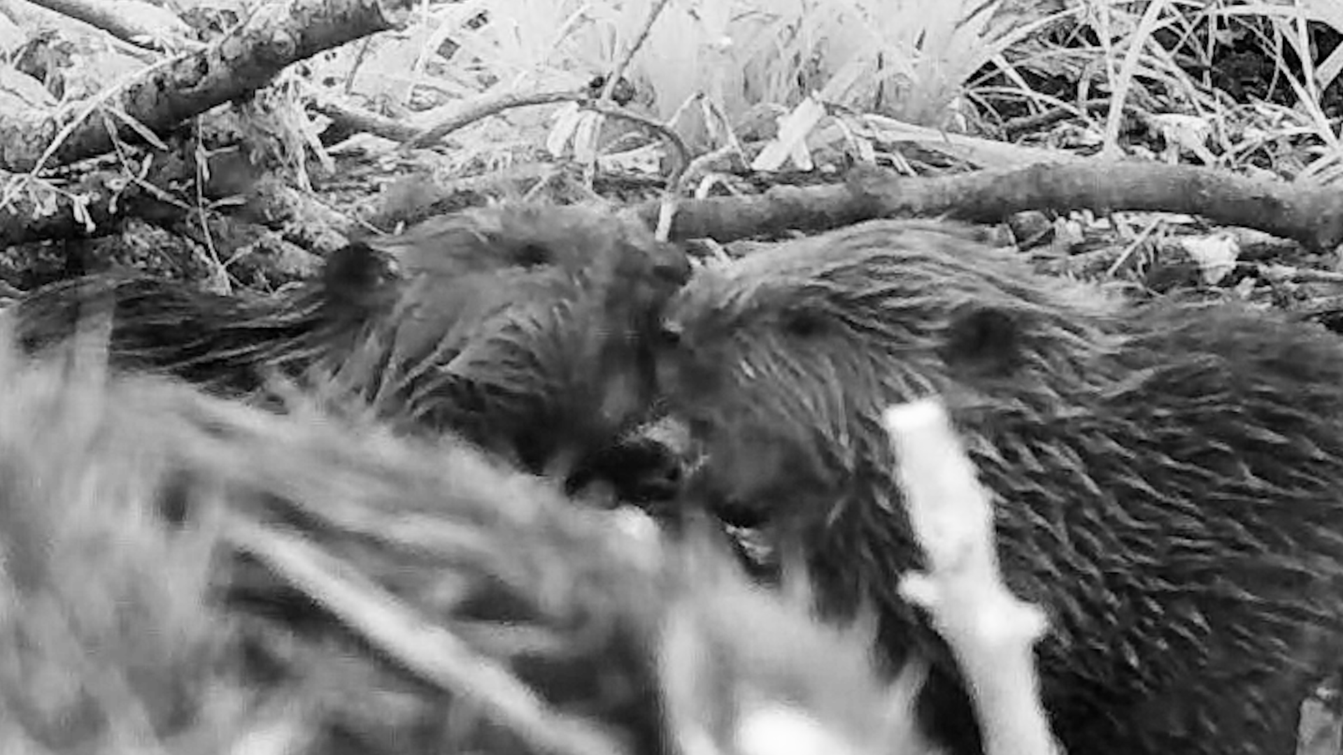 A black and white camera trap image of two beaver kits nose to nose