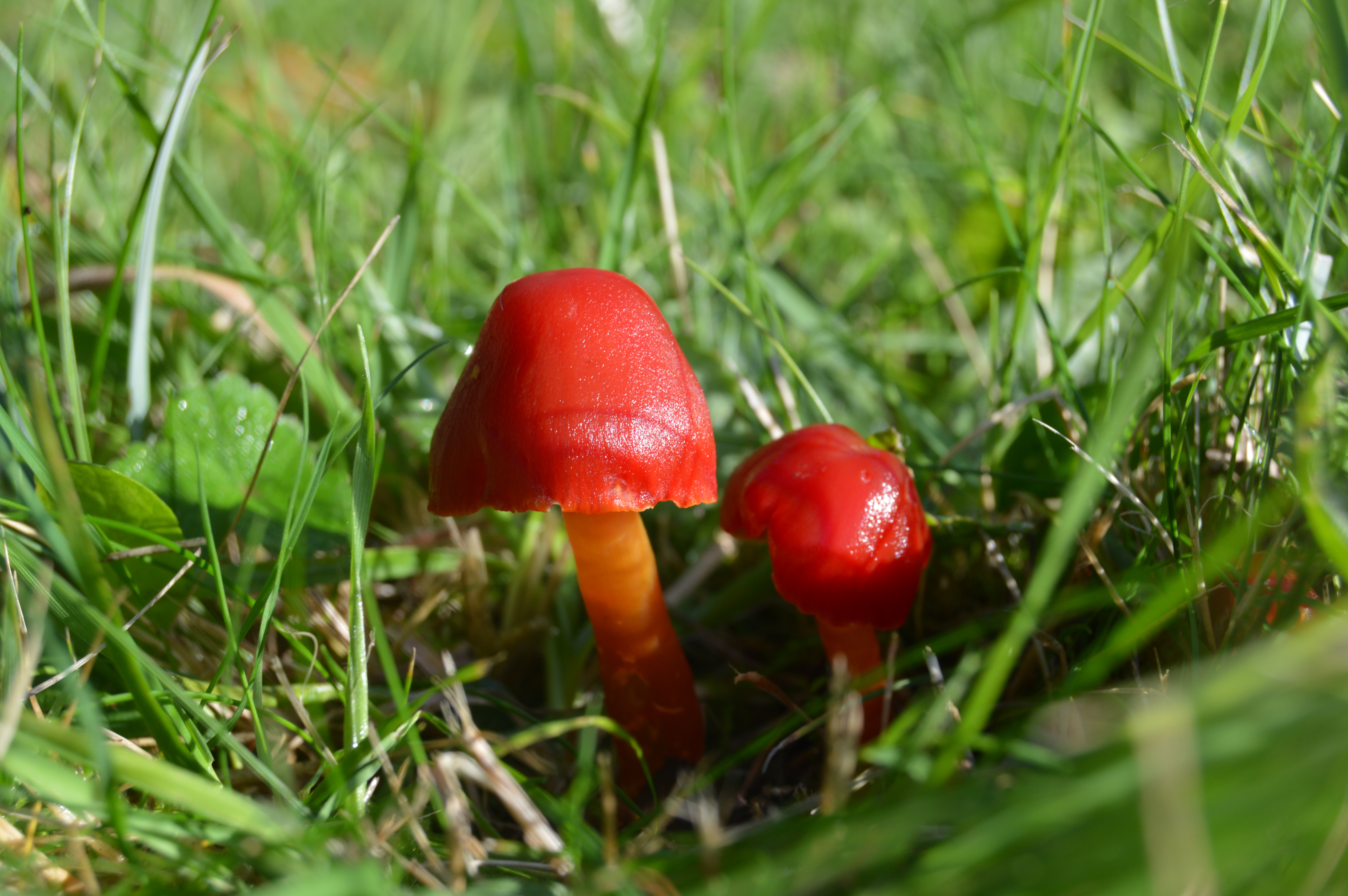 Close up of bright red wax cap fungi in short grass