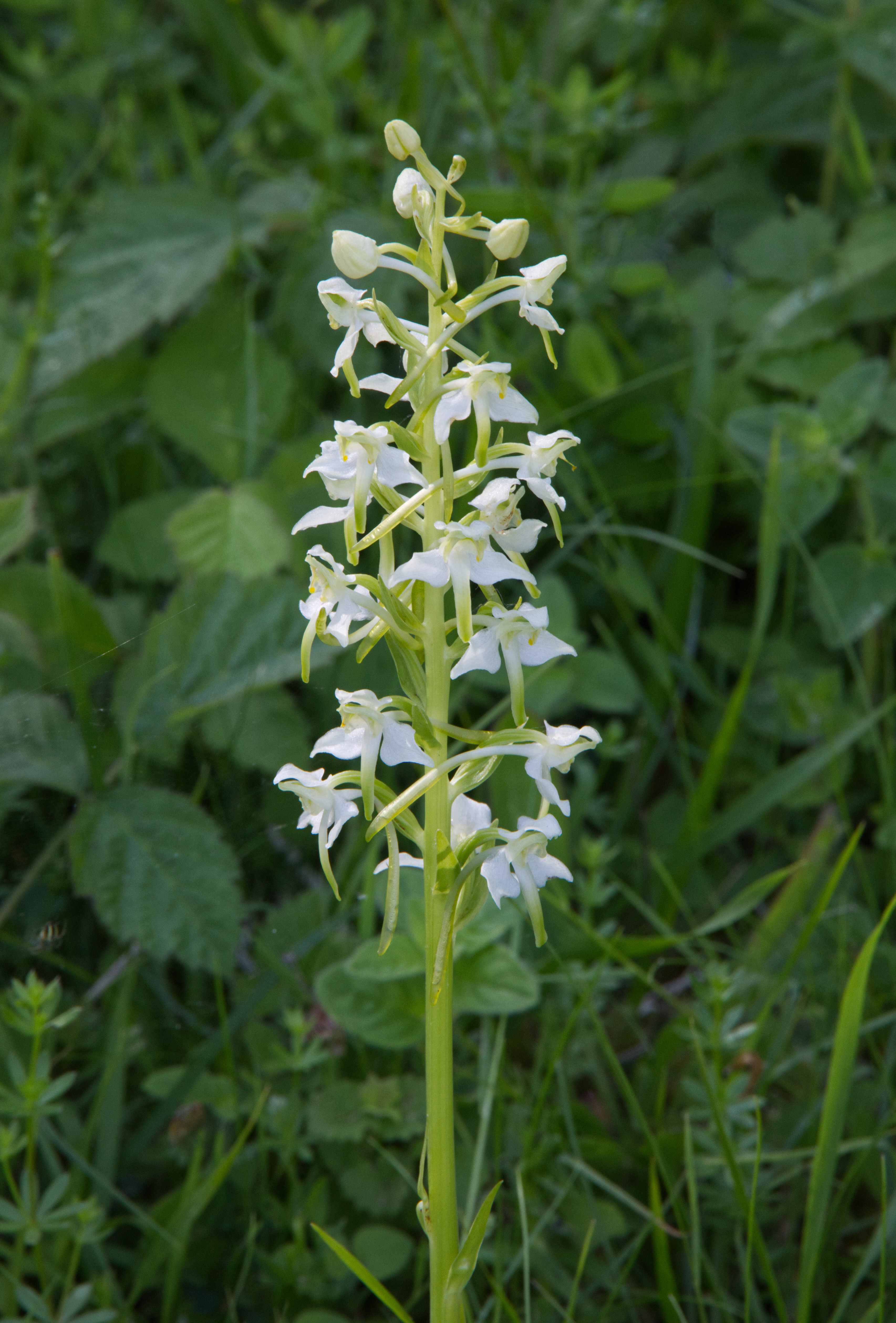 Greater Butterfly Orchid with white delicate flowers