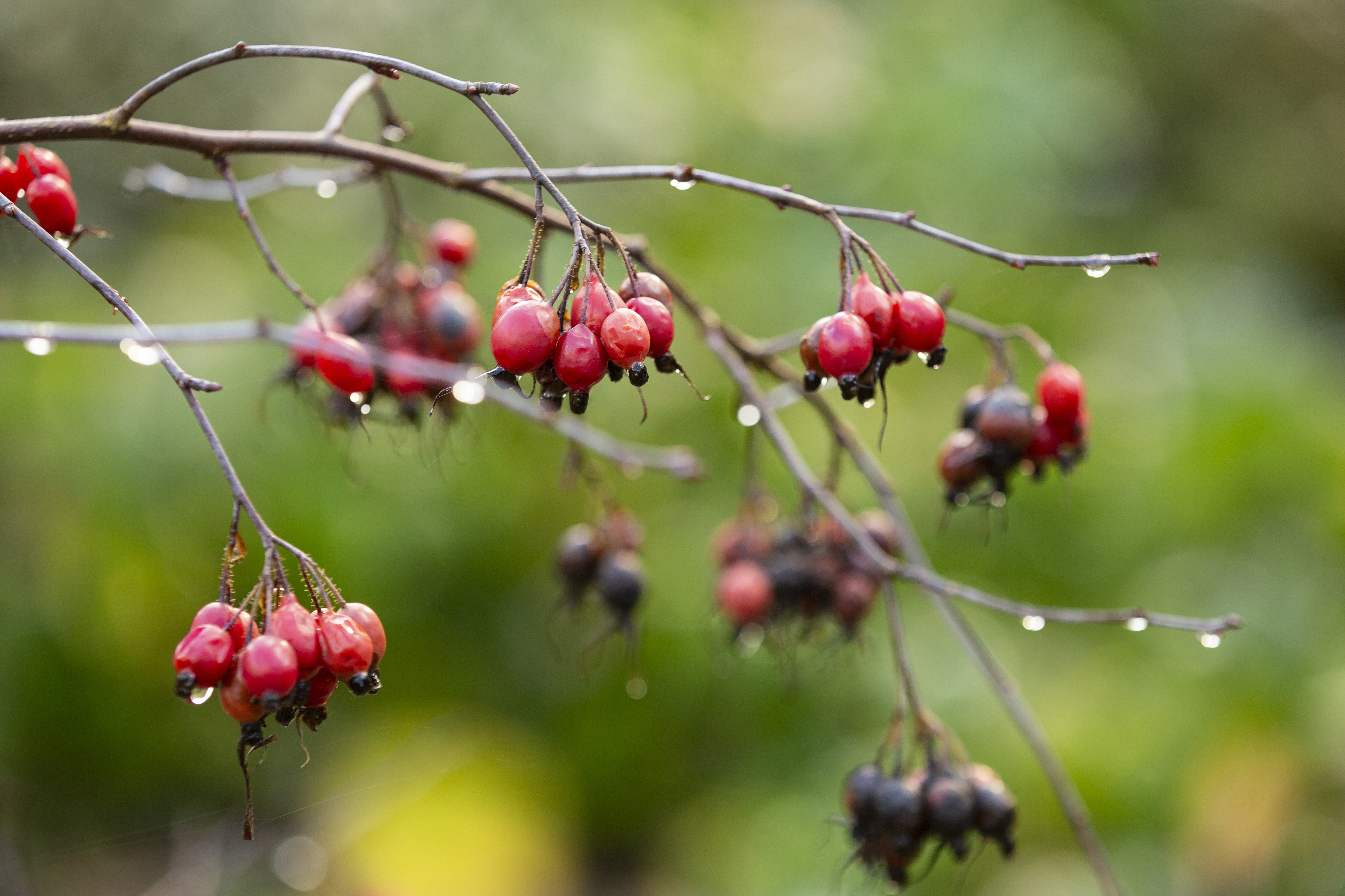 Red berries on branches