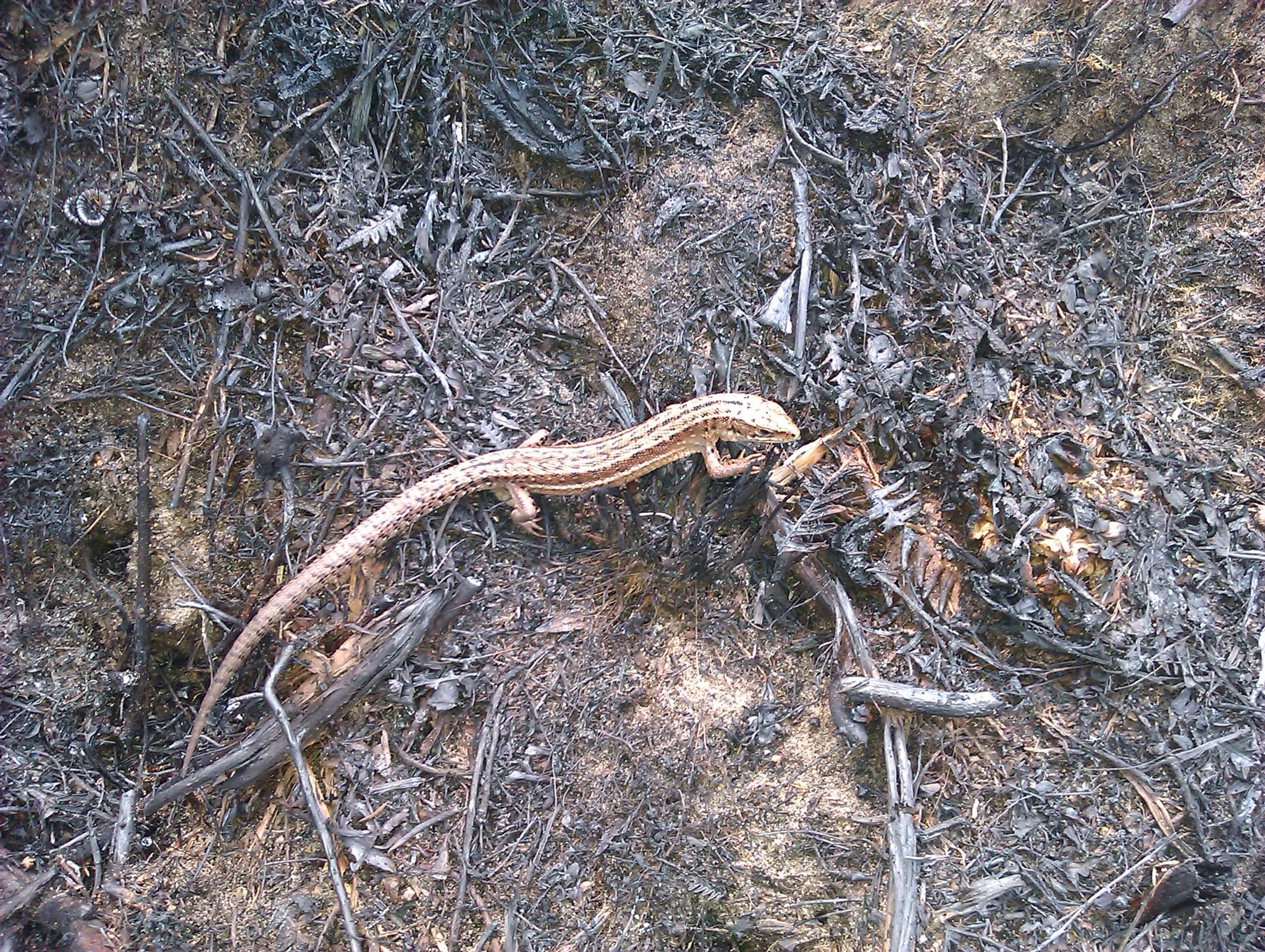 Common Lizard on charred ground