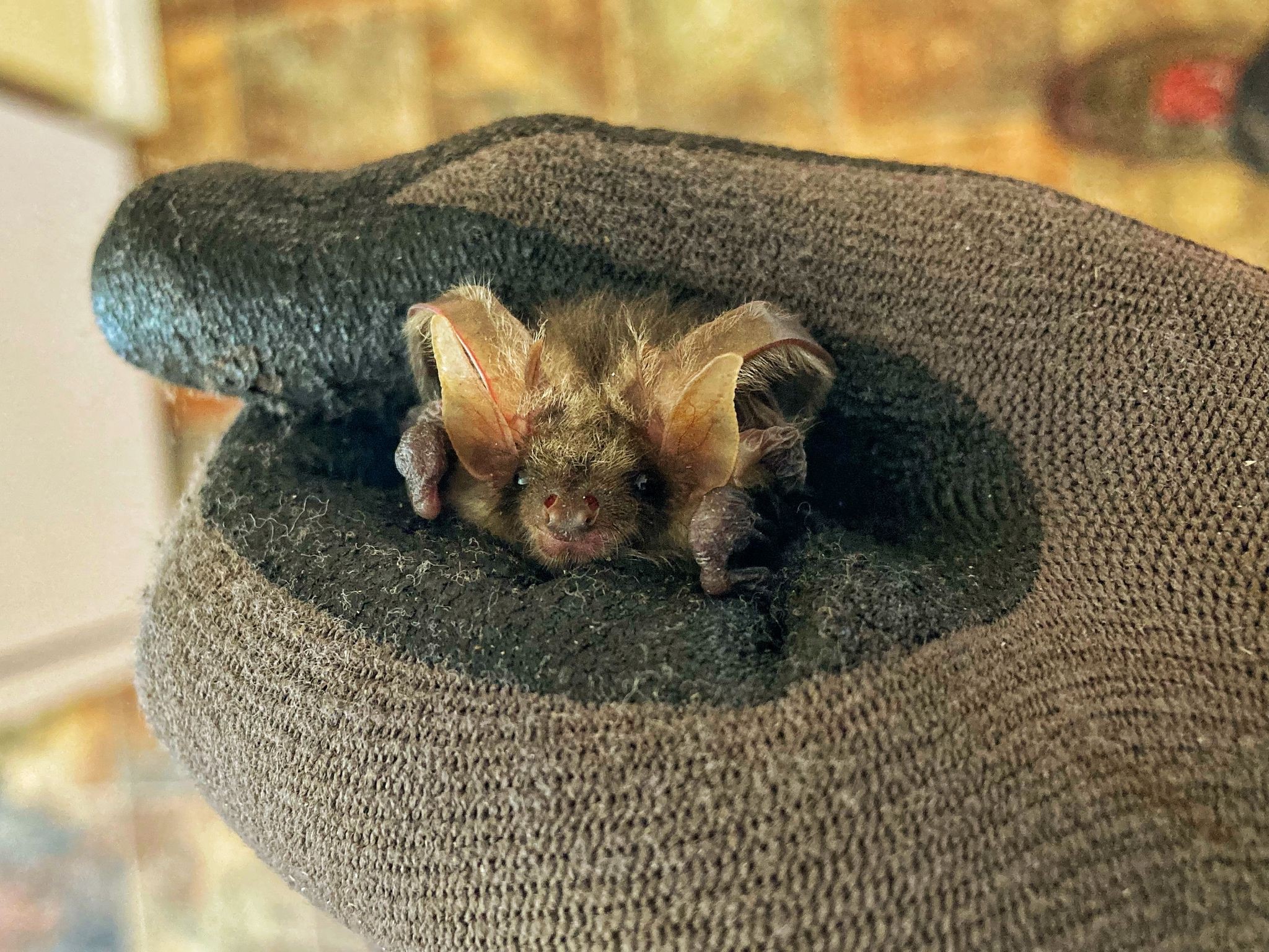 Brown long-eared bat held in a gloved hand after being rescued at Wallington, Northumberland during the heatwave (National Trust Images/PA)