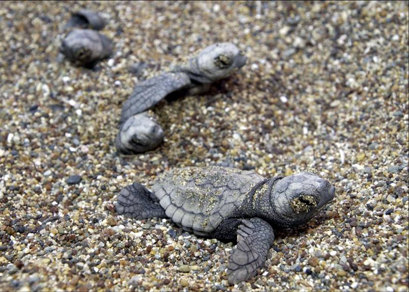 Turtle population thriving in Cyprus thanks to MoD and civilian ...