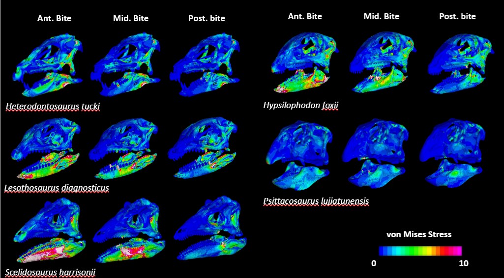 Bite performance comparison across the five ornithischian dinosaurs in the study