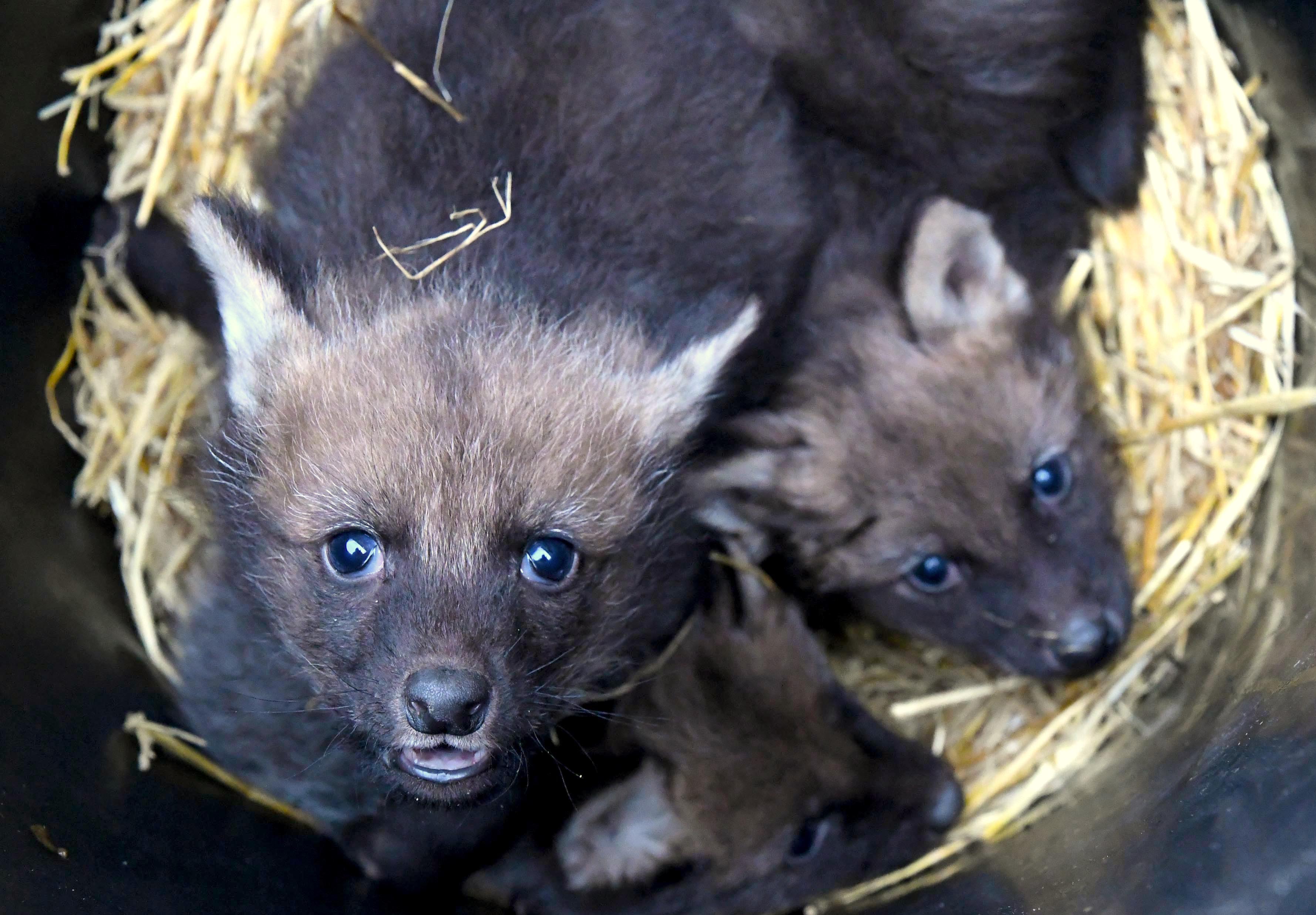 Maned Wolf cubs looking at the camera