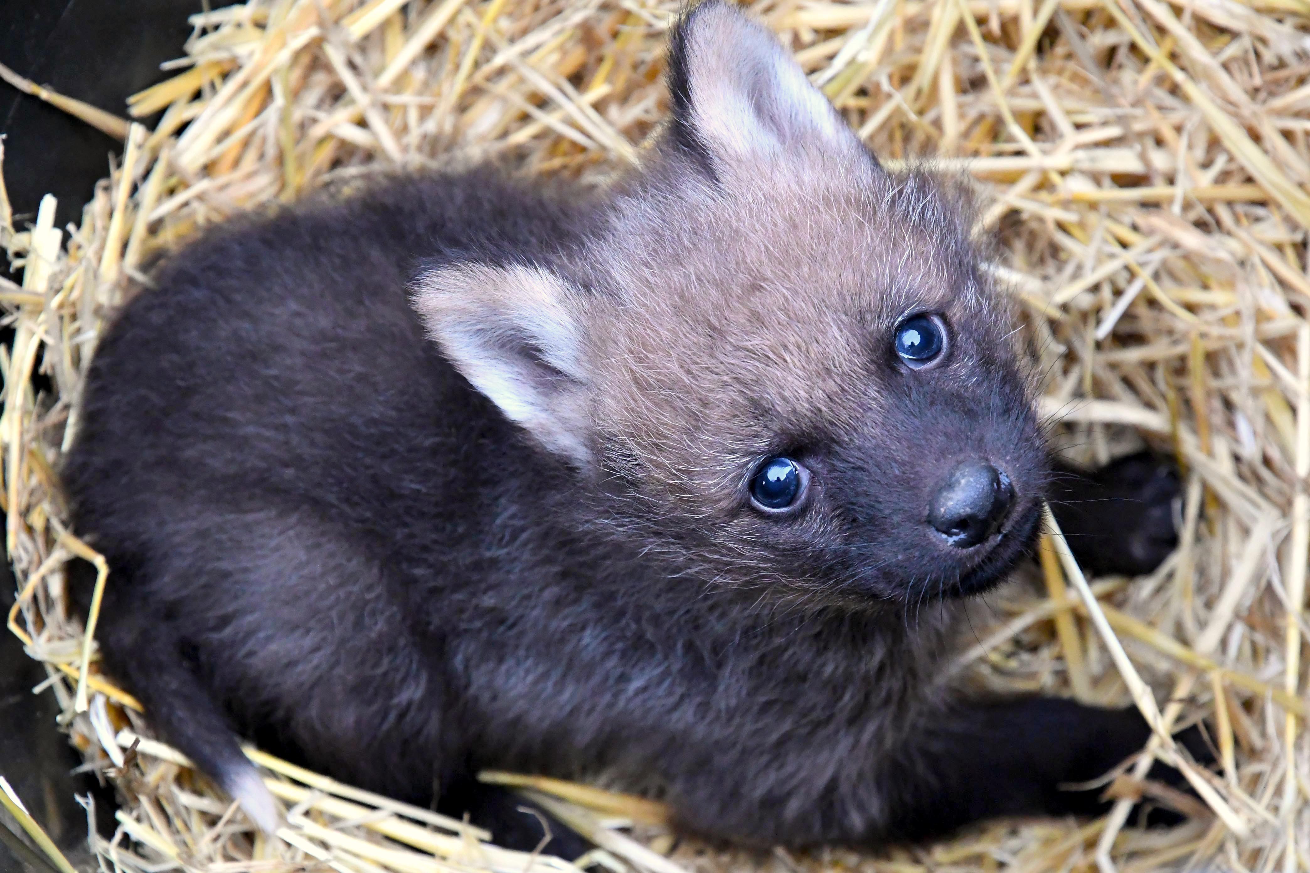 Maned Wolf cub looking at the camera