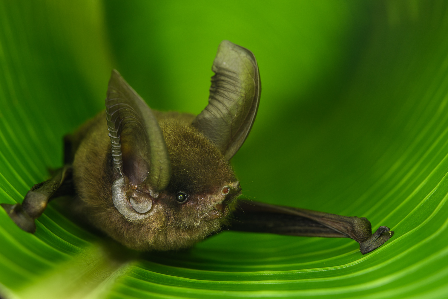 The Madagascar Sucker-footed Bat belongs to an ancient family of bats that is found only on Madagascar 