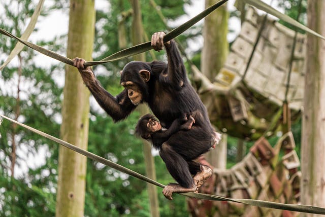 Boost for conservation as critically endangered chimpanzee born at