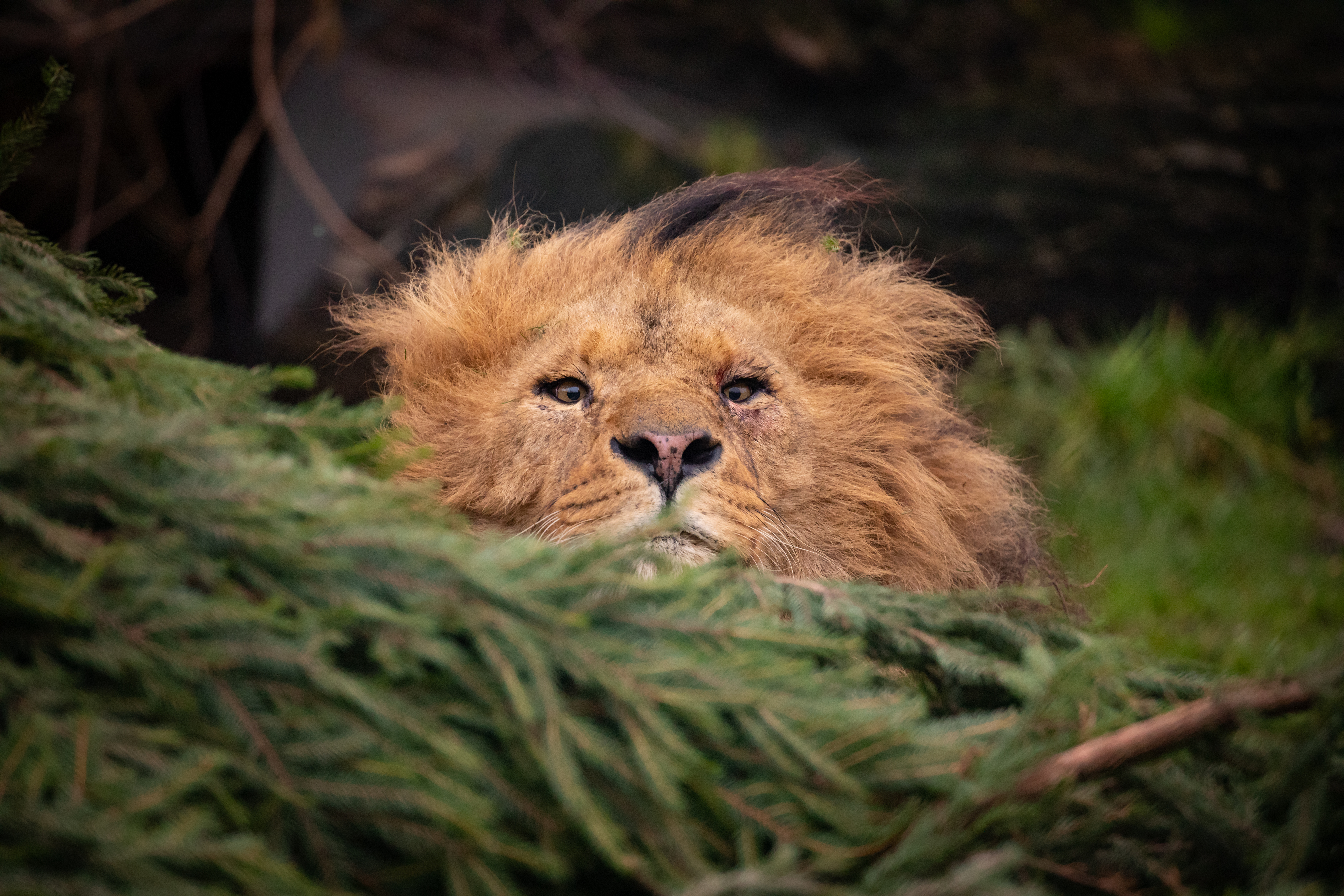 A male lion seen hiding amongst the pine trees.