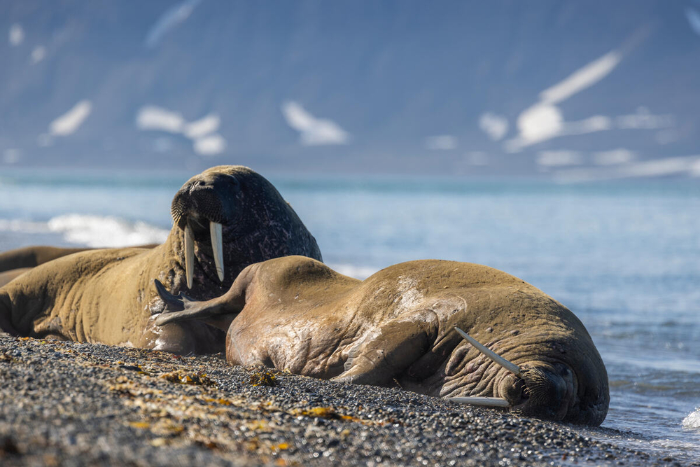 Two walruses in front of sea and mountains
