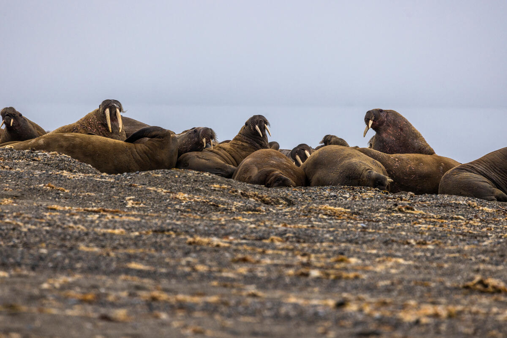 A group of walruses hauled out on the shore