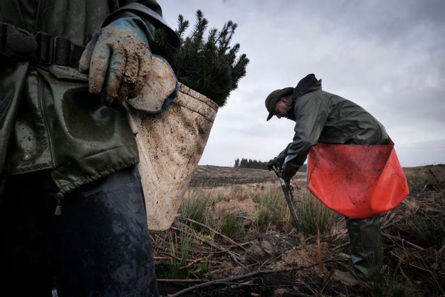 Forestry workers in race to plant 3.5m trees before spring | Guernsey Press