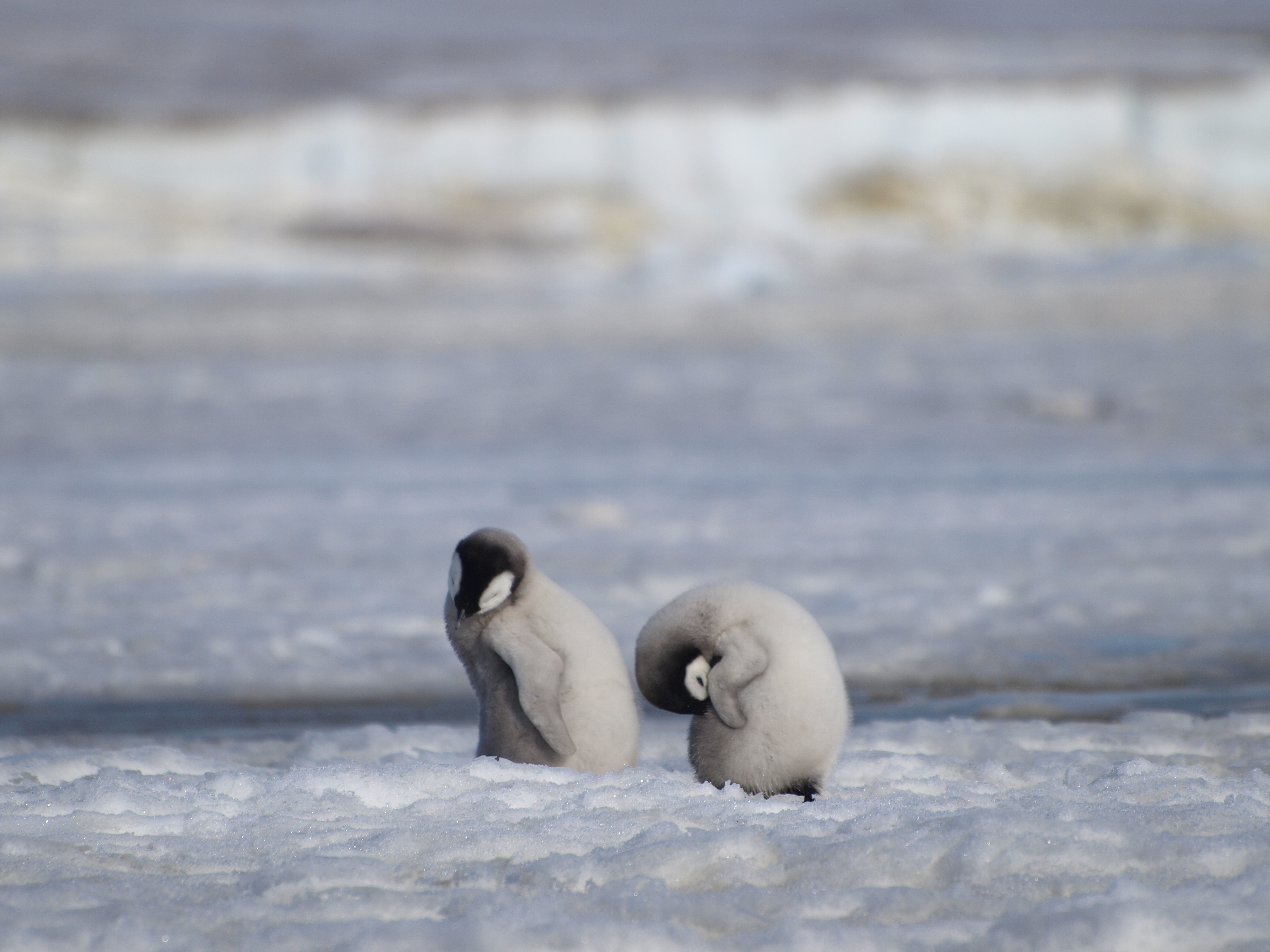Emperor penguin chicks (Peter Fretwell/BAS/PA)