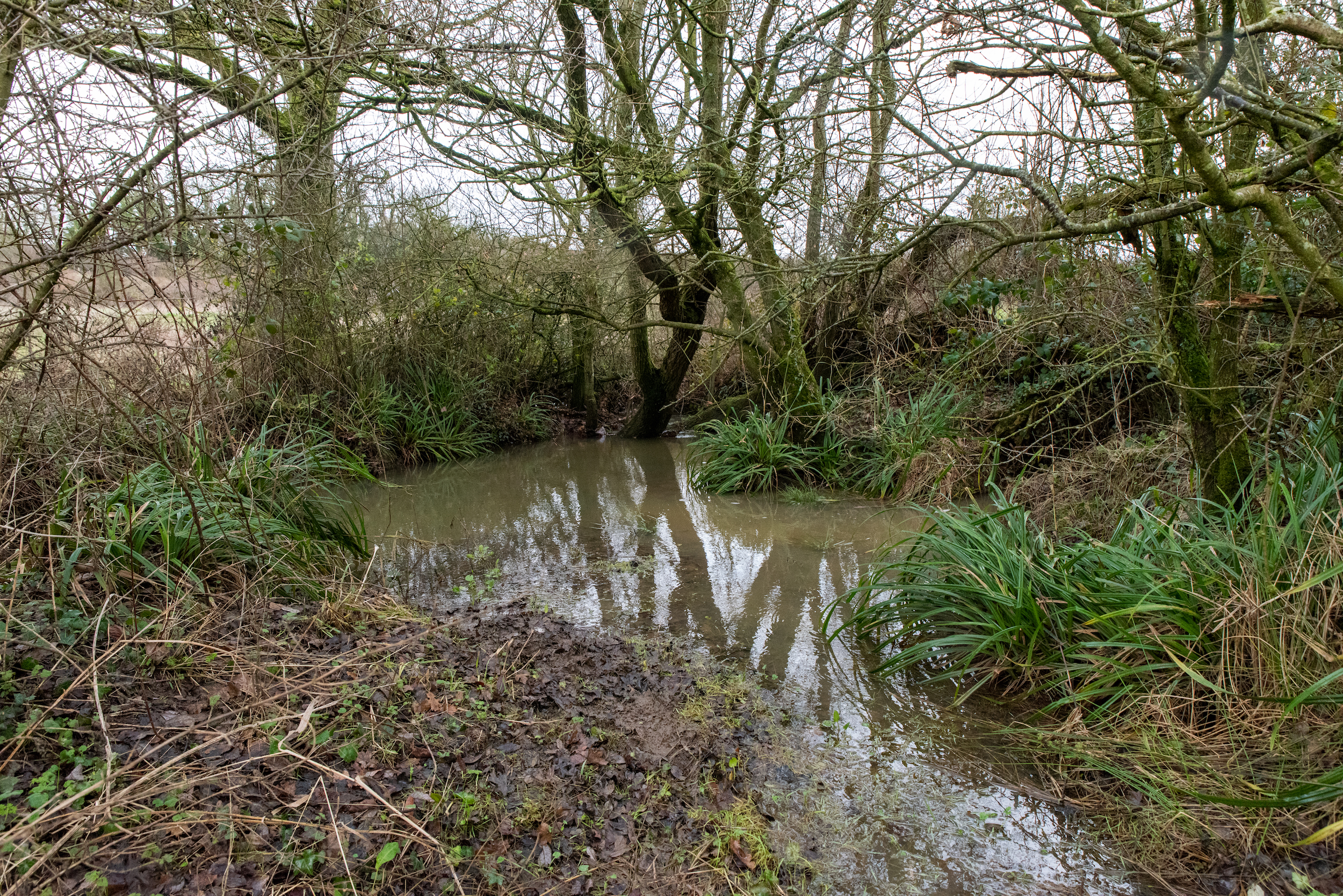 A pond on the nature recovery site in Somerset (Sam Rose)