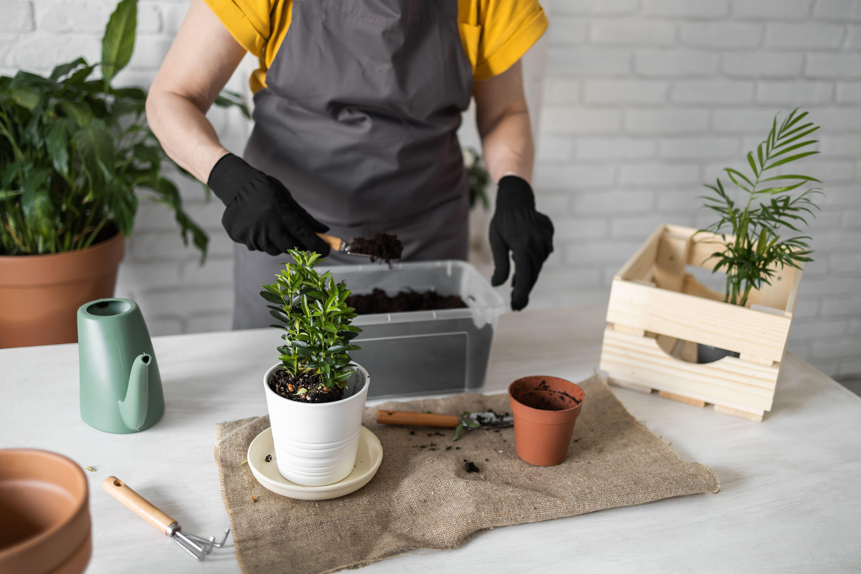 Repotting house plants