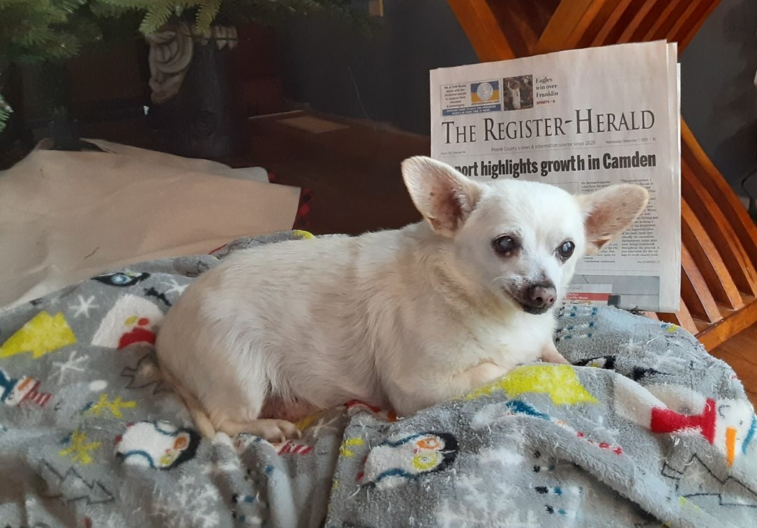 Dog sitting on a duvet