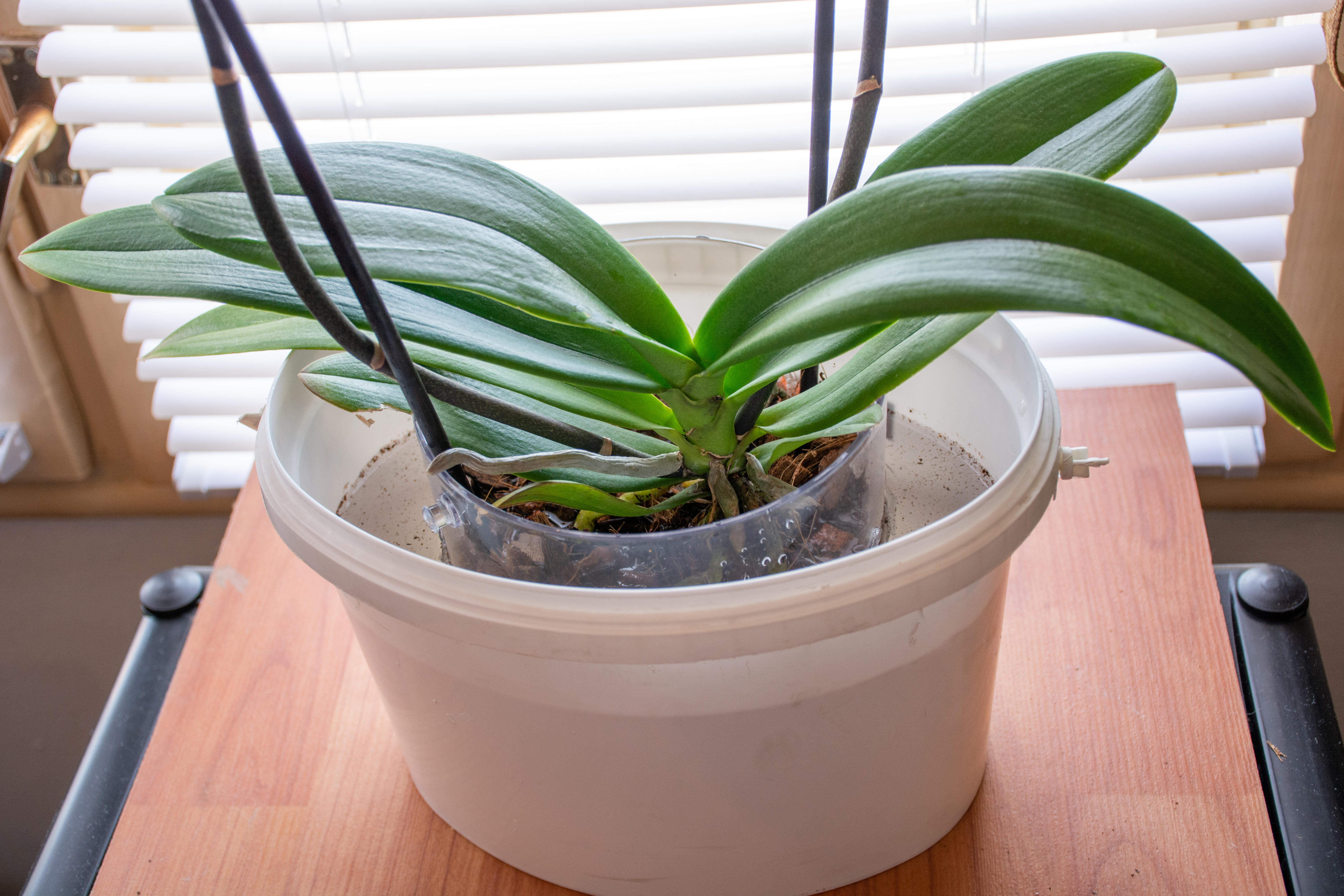 Watering an orchid by submerging the pot (Alamy/PA)